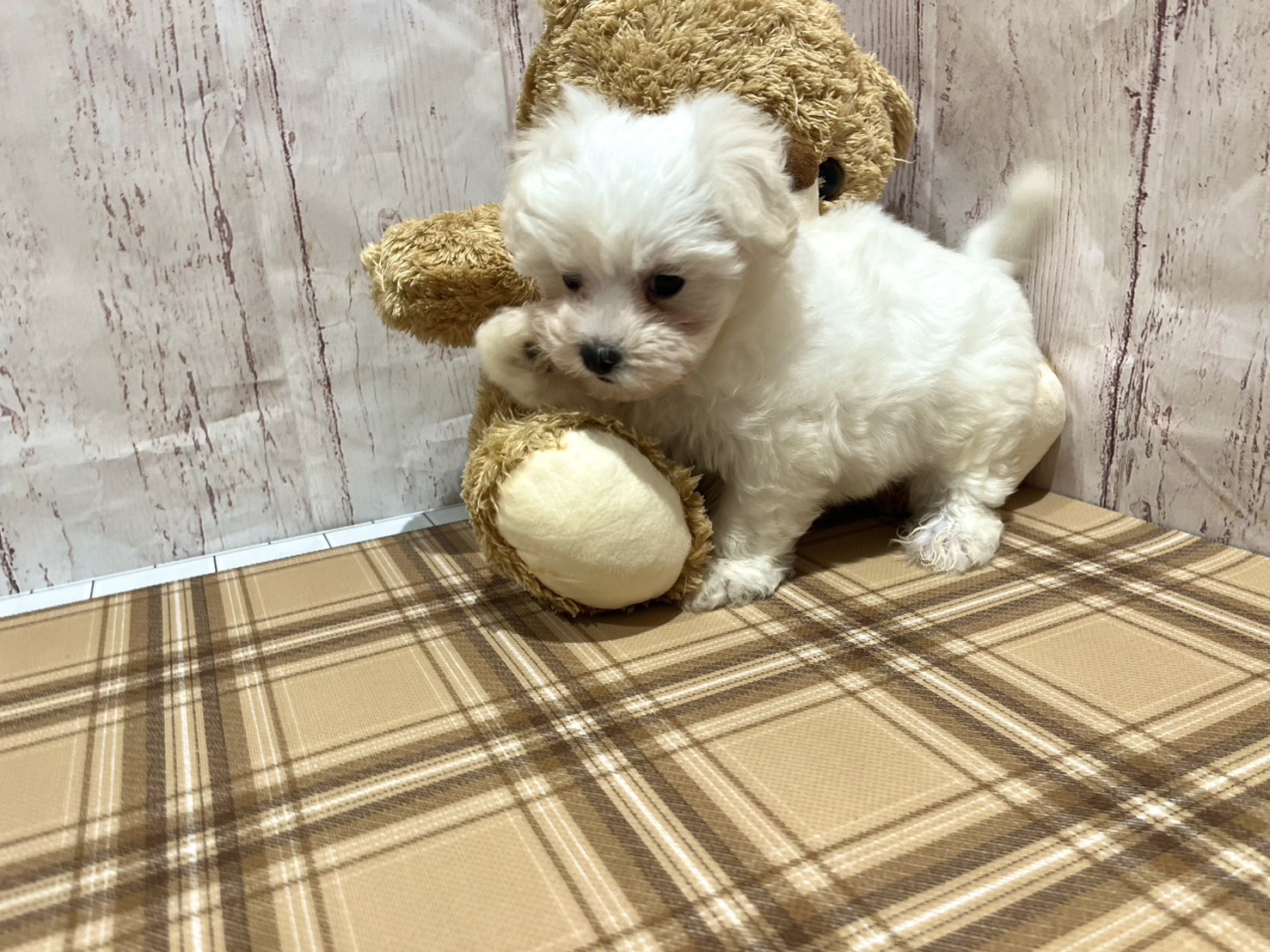 埼玉県のハーフ犬・ミックス犬 (ペッツワン羽生店/2026年5月30日生まれ/男の子/ホワイト)の子犬の3枚目の画像