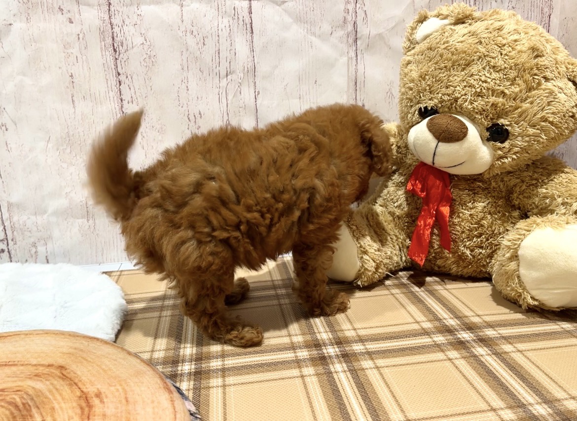 埼玉県のトイプードル(トイ) (ペッツワン羽生店/2026年5月28日生まれ/女の子/レッド)の子犬の3枚目の画像