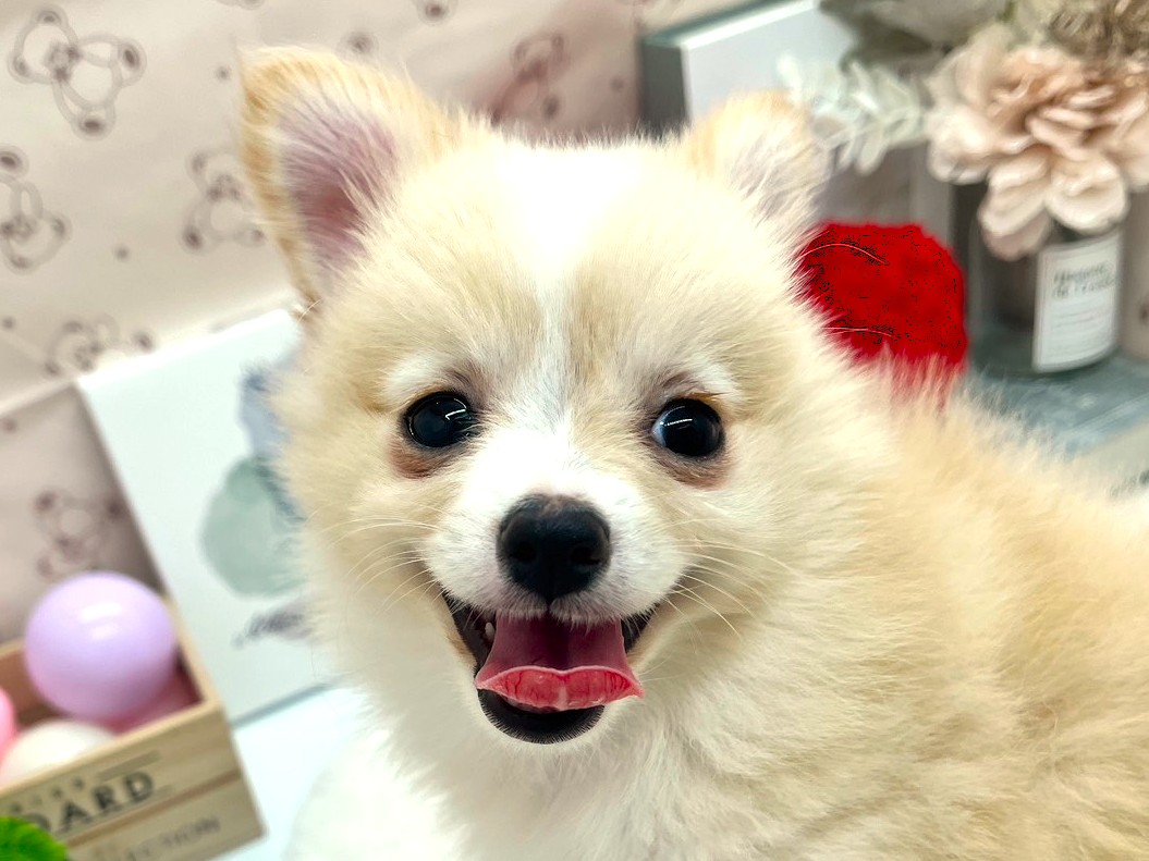 静岡県のハーフ犬・ミックス犬 (ペッツワン掛川店/2026年5月30日生まれ/女の子/その他色)の子犬の1枚目の画像