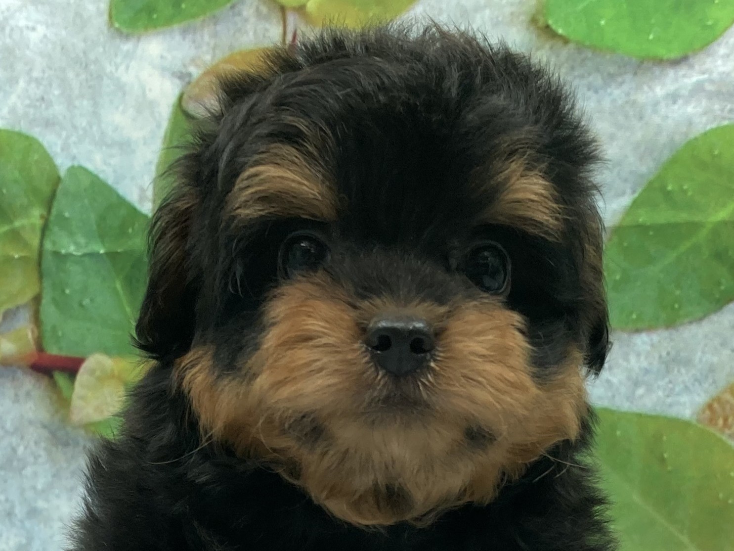 埼玉県のハーフ犬・ミックス犬 (ペッツワン北本店/2026年5月29日生まれ/男の子/ブラックタン)の子犬の1枚目の画像