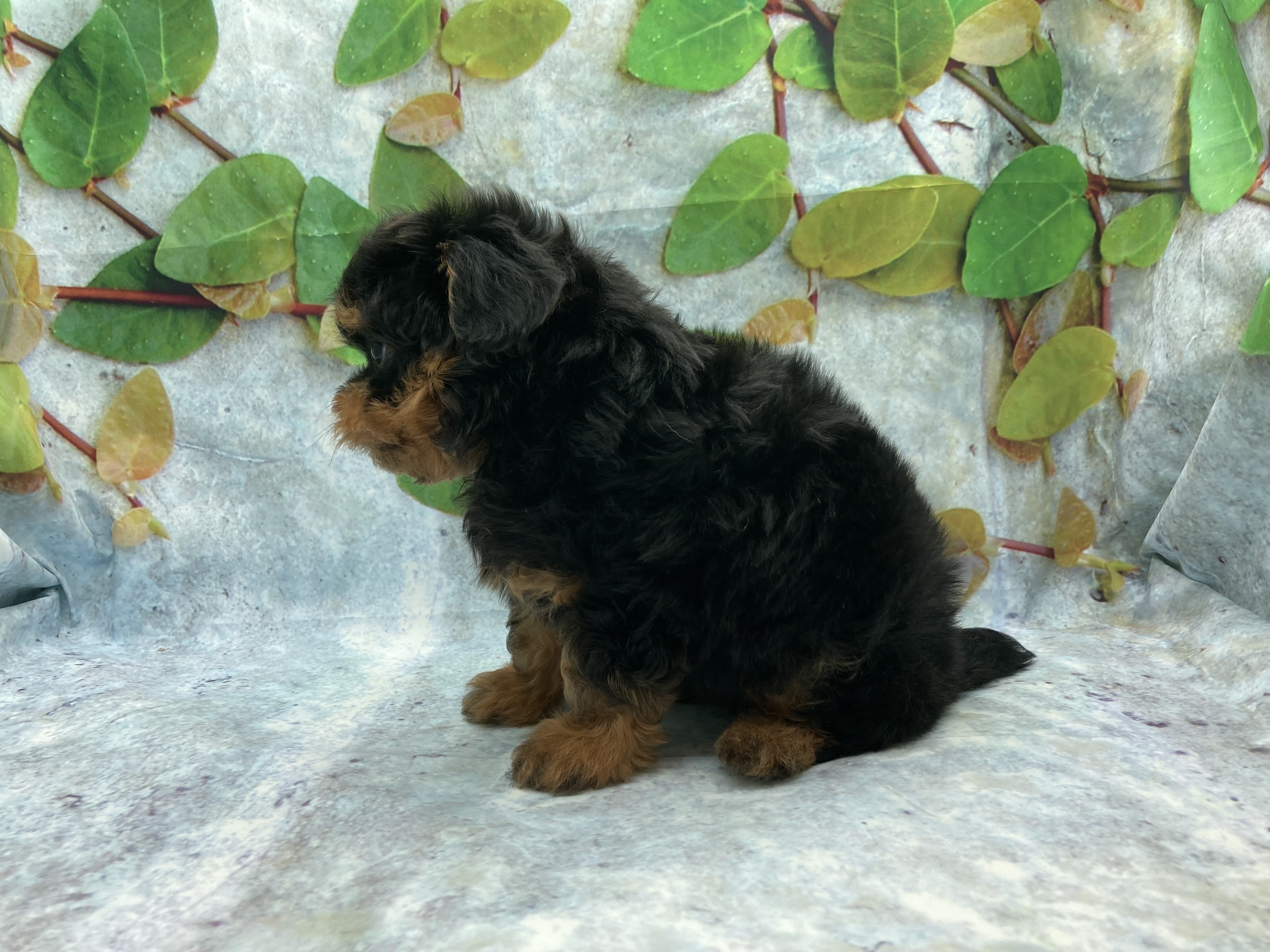 埼玉県のハーフ犬・ミックス犬 (ペッツワン北本店/2026年5月29日生まれ/男の子/ブラックタン)の子犬の3枚目の画像