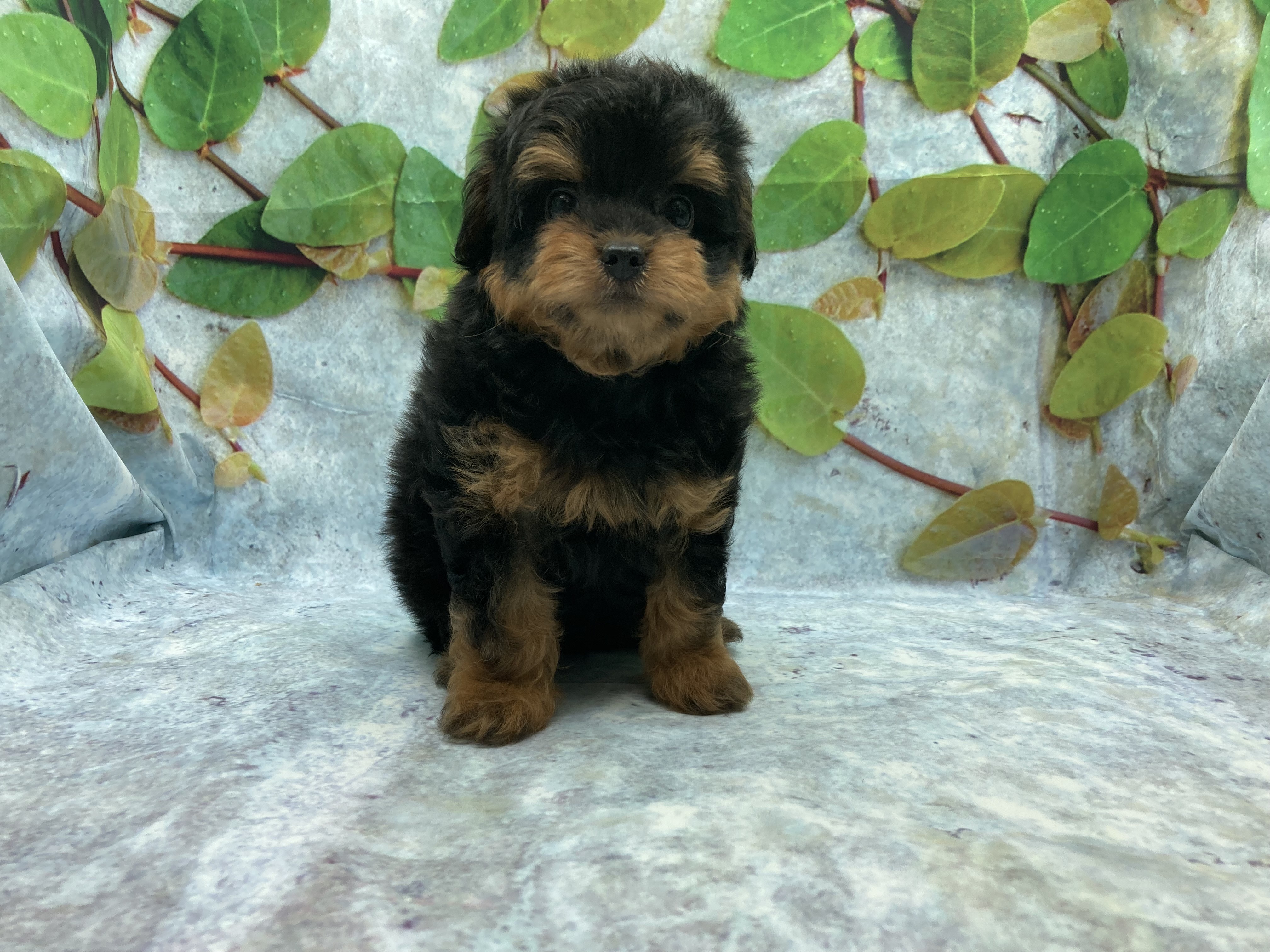 埼玉県のハーフ犬・ミックス犬 (ペッツワン北本店/2026年5月29日生まれ/男の子/ブラックタン)の子犬の2枚目の画像