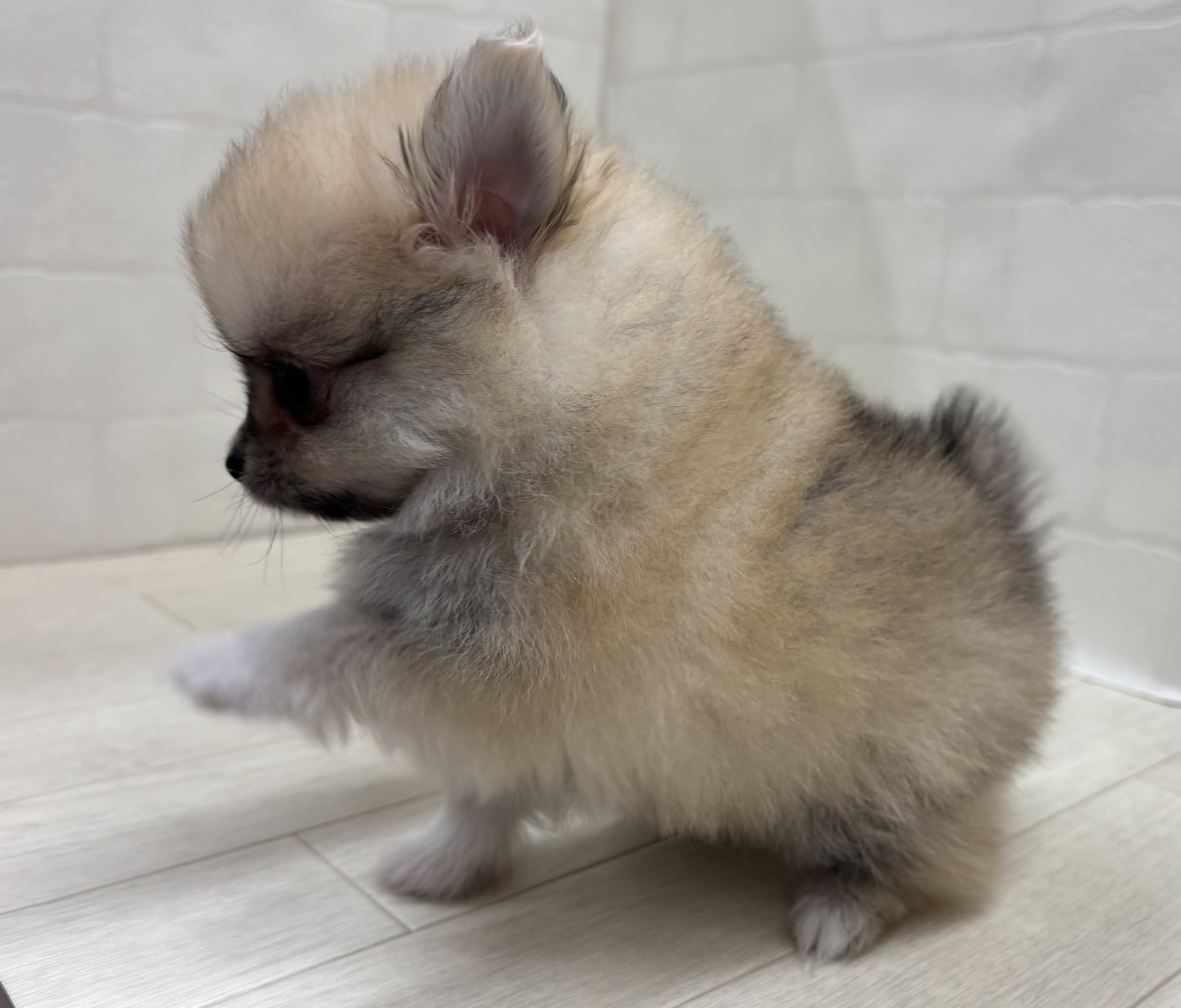 埼玉県のハーフ犬・ミックス犬 (ペッツワン大利根店/2026年5月25日生まれ/男の子/クリームセーブル)の子犬の3枚目の画像