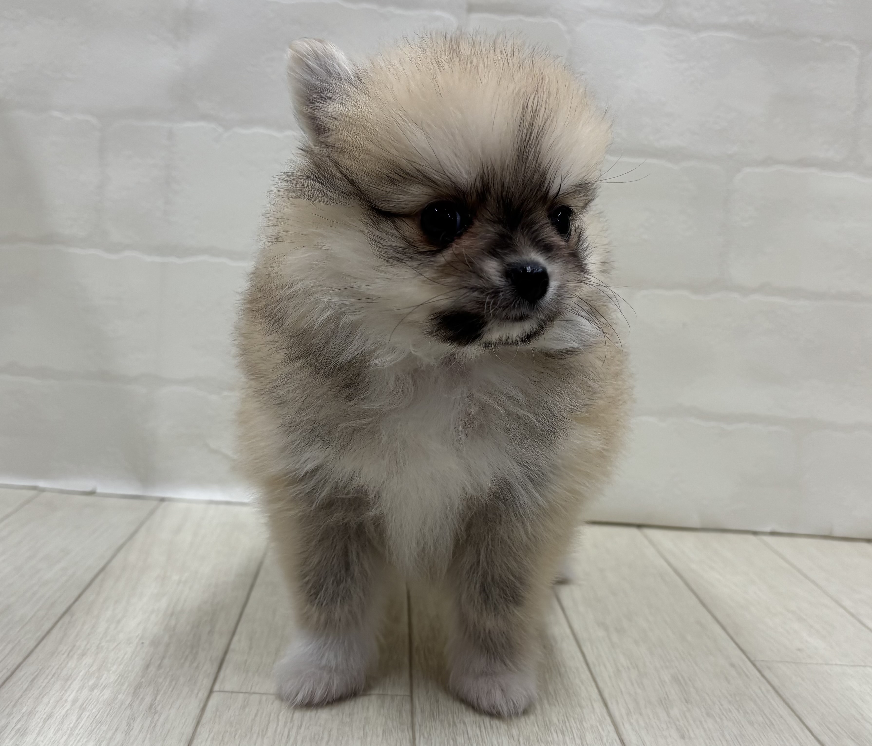 埼玉県のハーフ犬・ミックス犬 (ペッツワン大利根店/2026年5月25日生まれ/男の子/クリームセーブル)の子犬の2枚目の画像