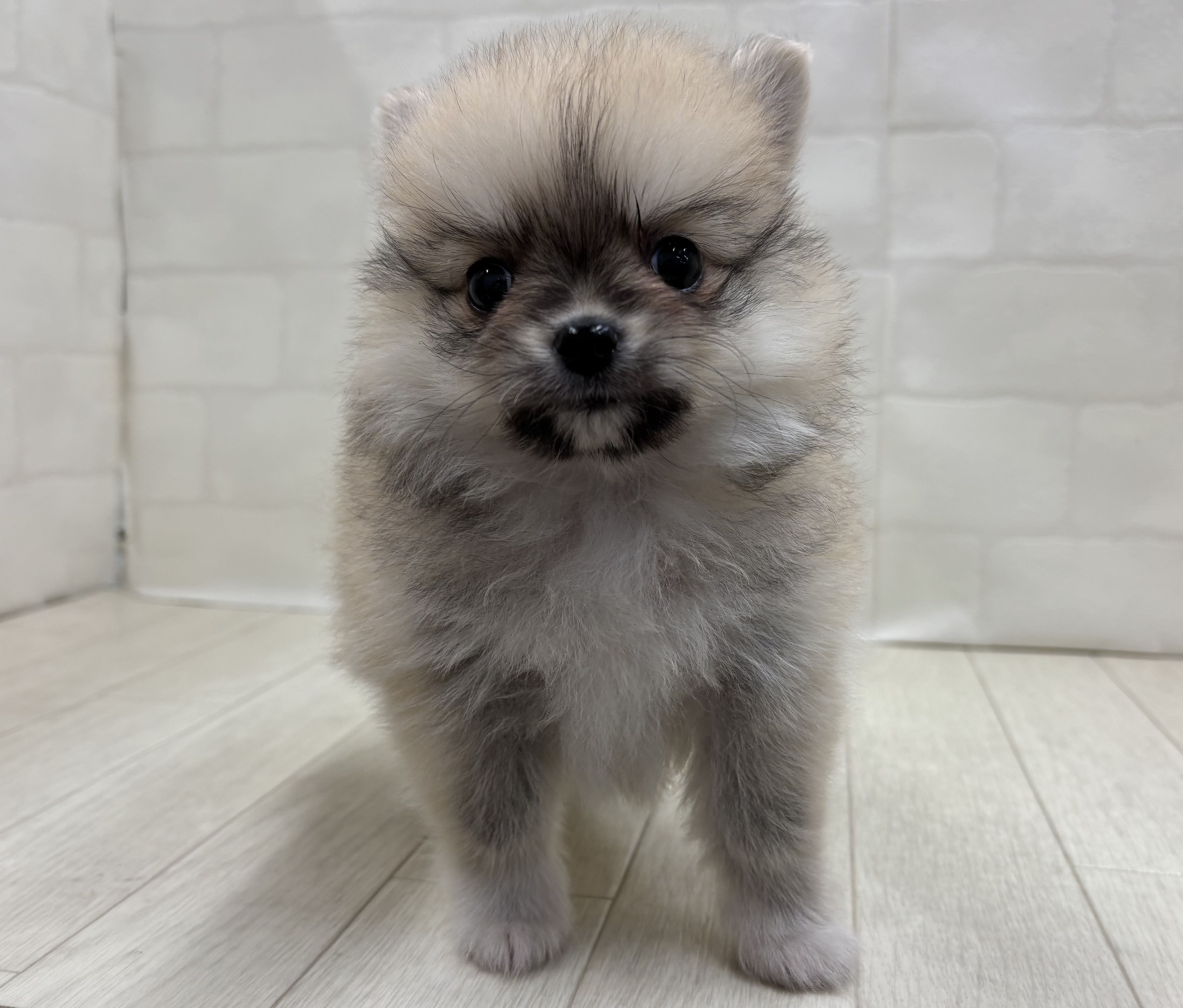 埼玉県のハーフ犬・ミックス犬 (ペッツワン大利根店/2026年5月25日生まれ/男の子/クリームセーブル)の子犬の1枚目の画像
