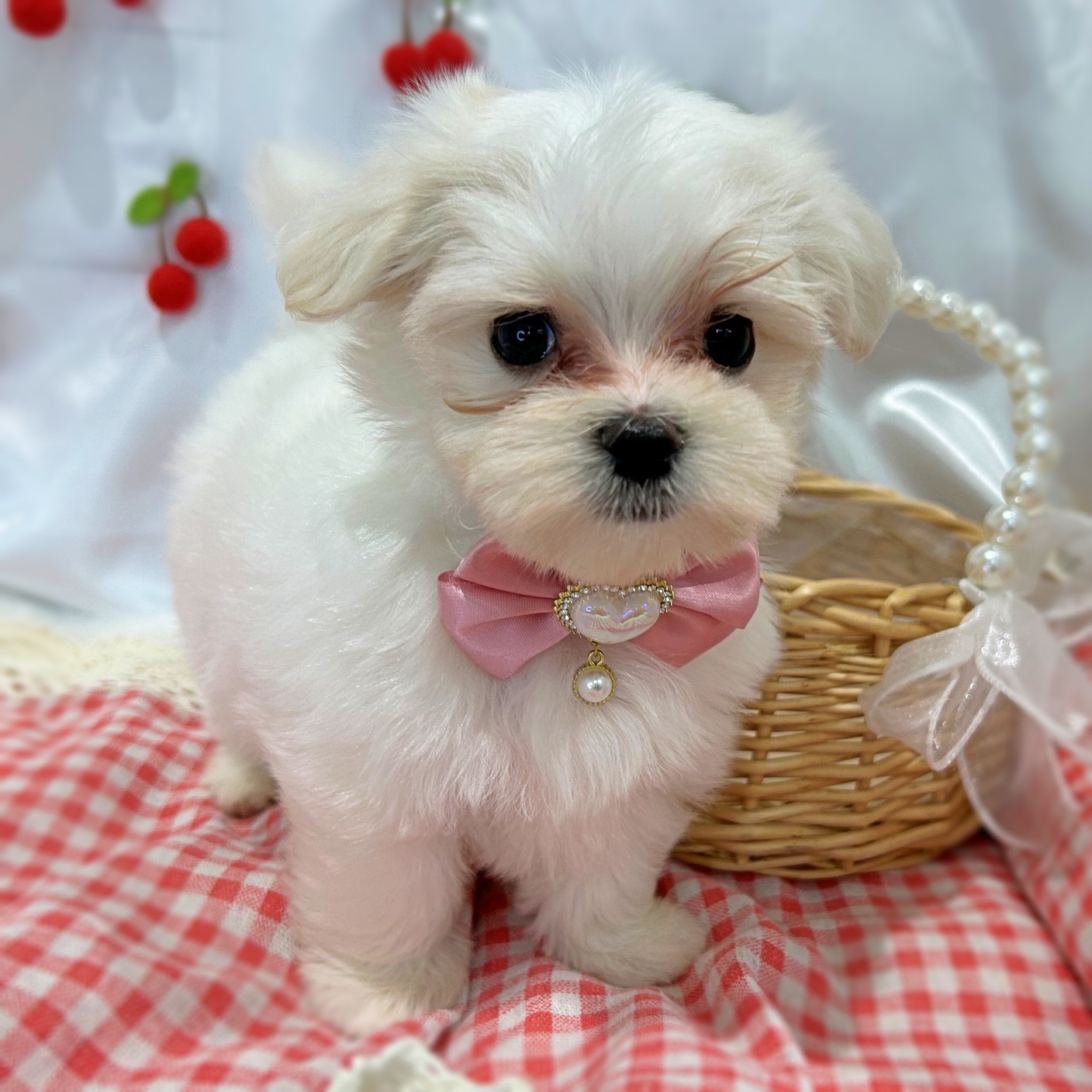 滋賀県のマルチーズ (ペッツワン堅田店/2026年6月1日生まれ/女の子/ホワイト)の子犬の3枚目の画像