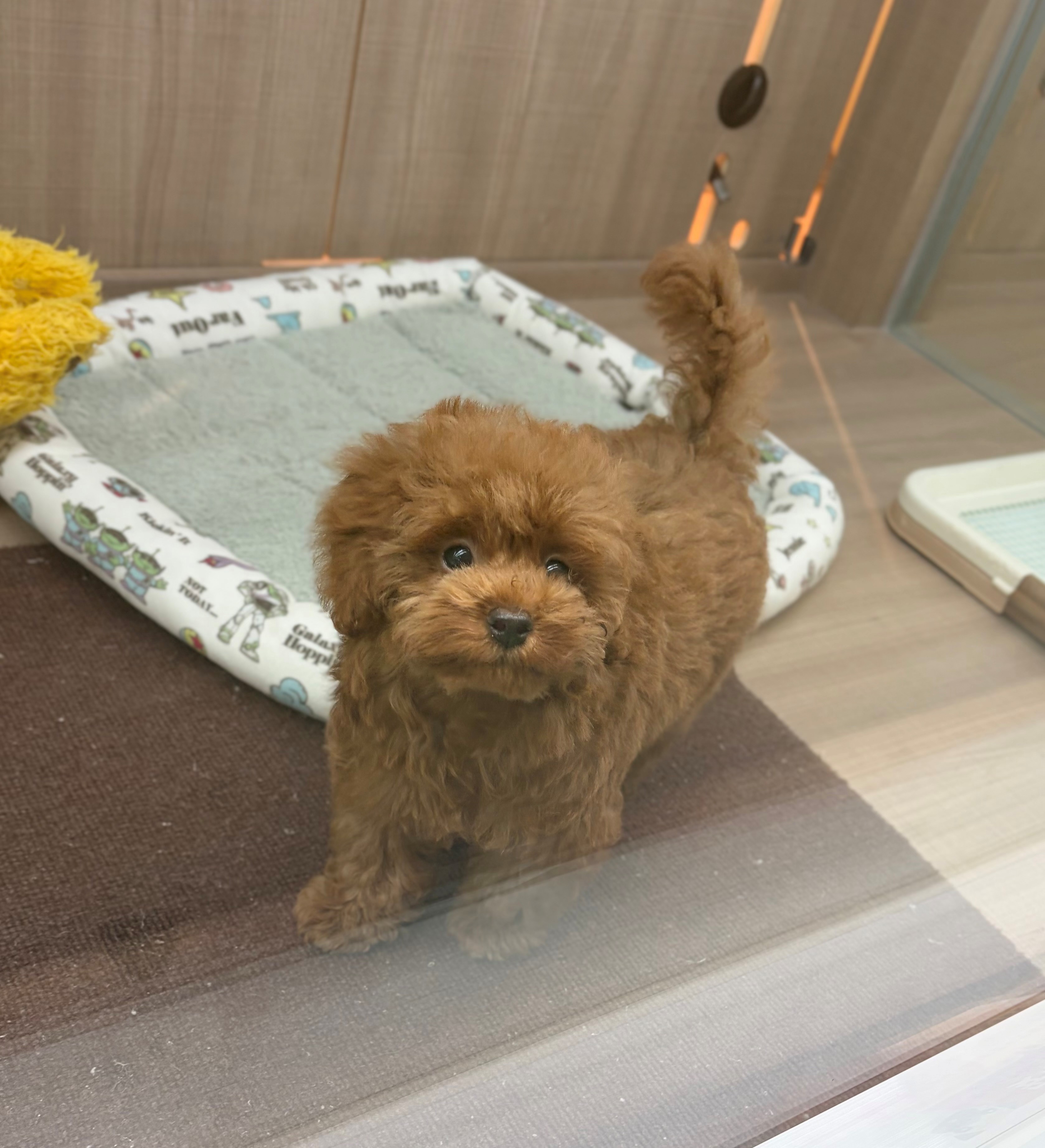 岐阜県のトイプードル(トイ) (ペッツワン可児店/2026年4月20日生まれ/女の子/レッド)の子犬の3枚目の画像