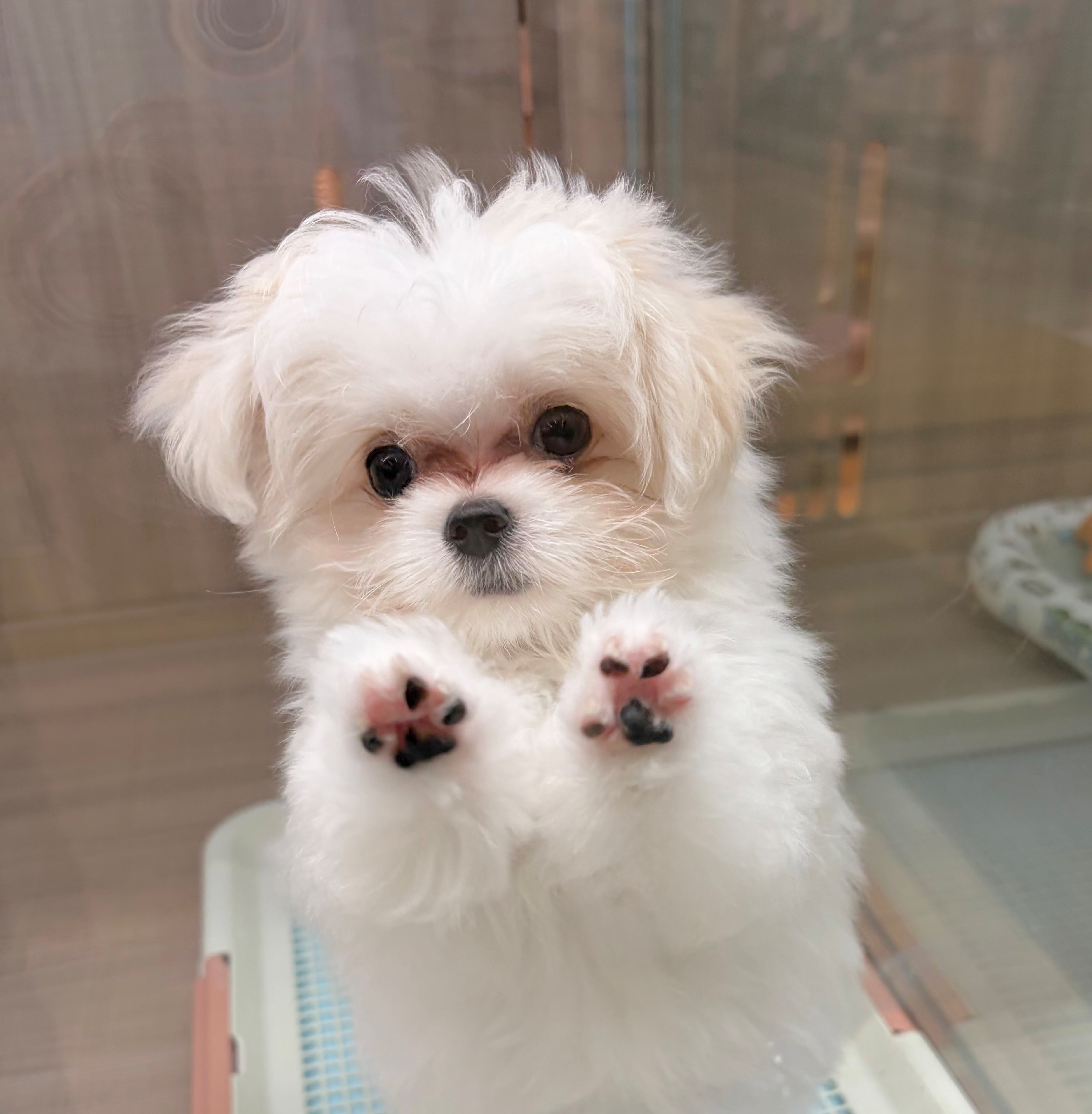 岐阜県のハーフ犬・ミックス犬 (ペッツワン可児店/2026年5月1日生まれ/女の子/クリームホワイト)の子犬の2枚目の画像
