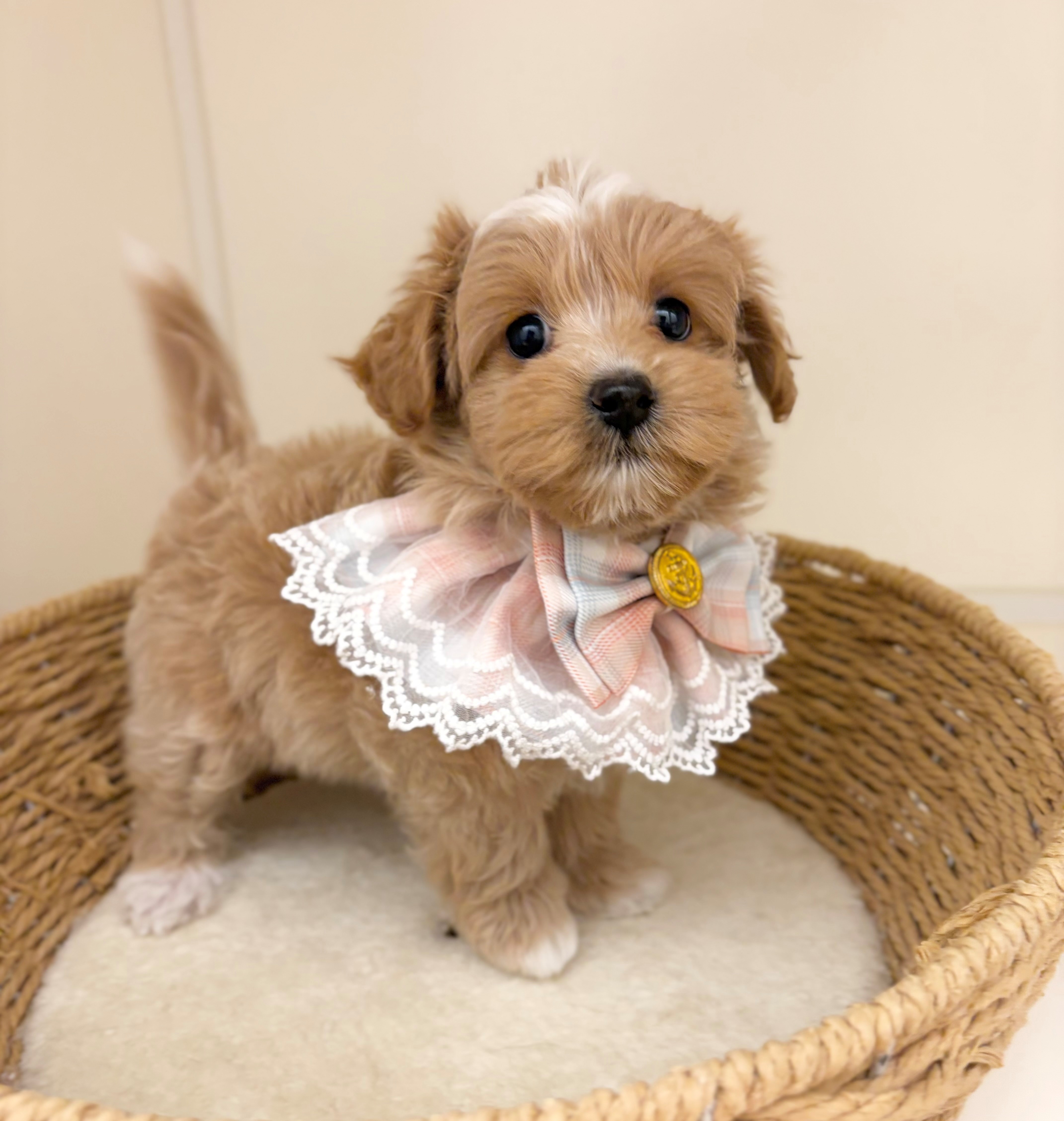 岐阜県のハーフ犬・ミックス犬 (ペッツワン可児店/2026年5月20日生まれ/女の子/クリーム)の子犬の2枚目の画像