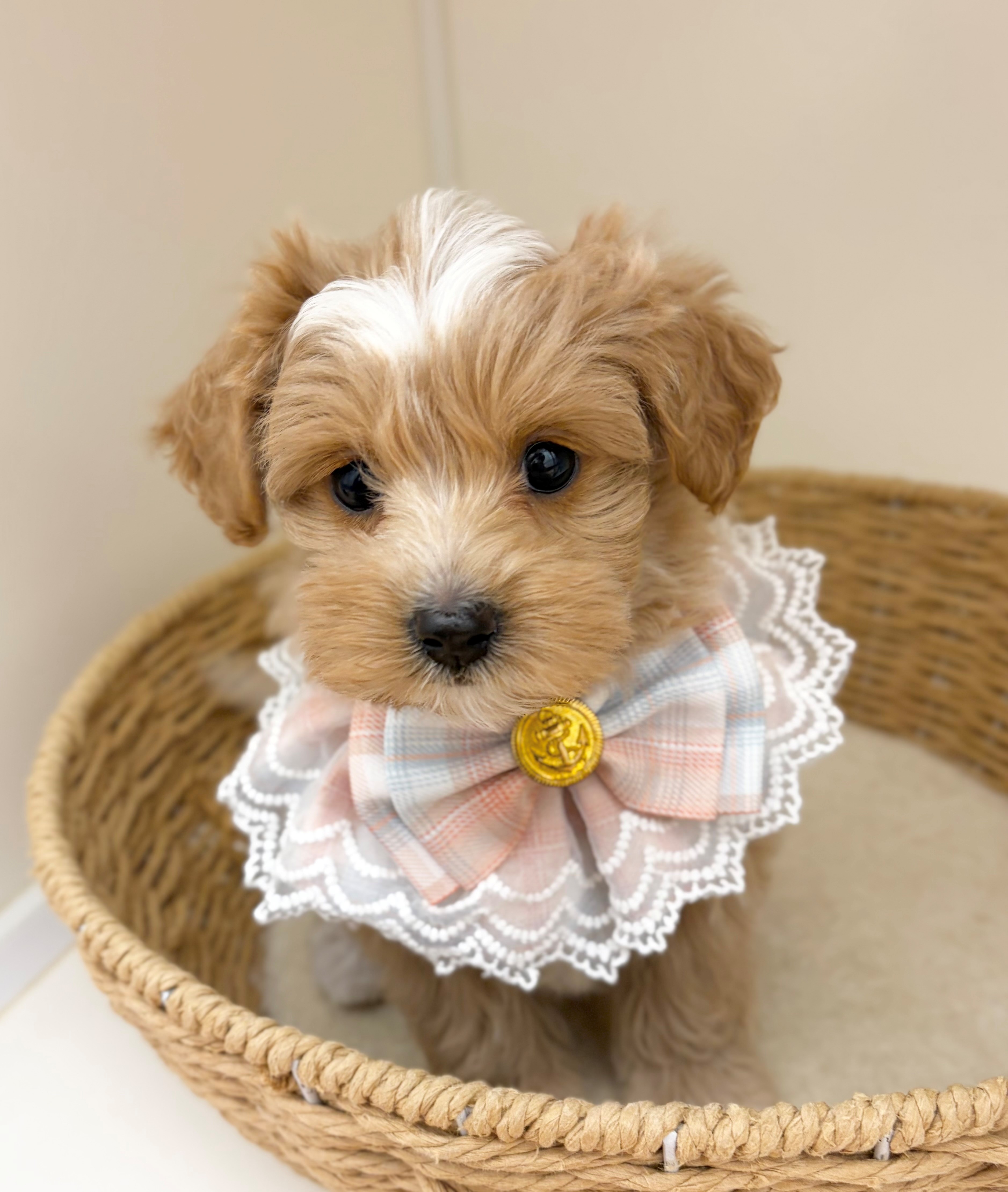 岐阜県のハーフ犬・ミックス犬 (ペッツワン可児店/2026年5月20日生まれ/女の子/クリーム)の子犬の1枚目の画像