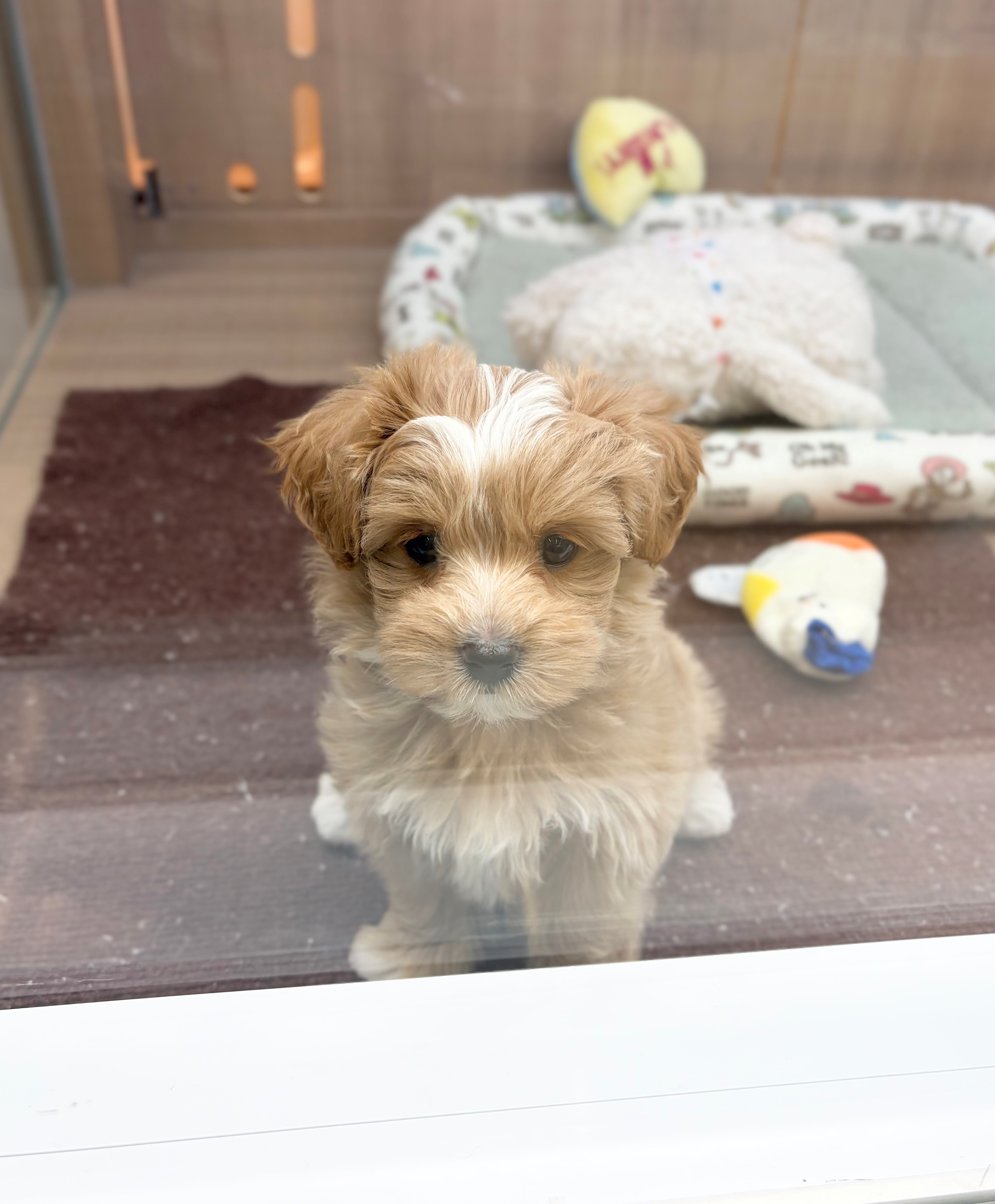 岐阜県のハーフ犬・ミックス犬 (ペッツワン可児店/2026年5月20日生まれ/女の子/クリーム)の子犬の3枚目の画像
