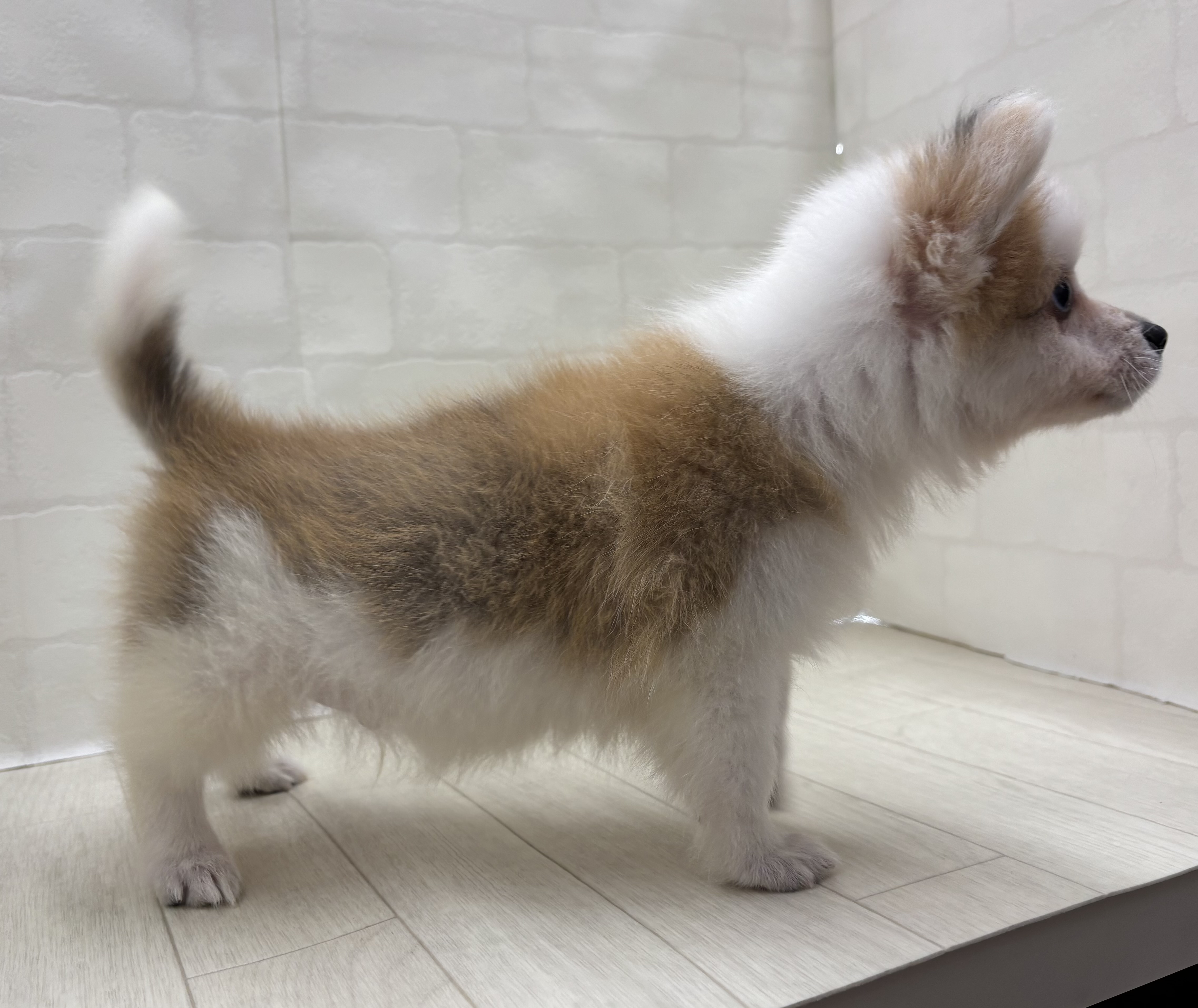 埼玉県のハーフ犬・ミックス犬 (ペッツワン大利根店/2026年6月2日生まれ/男の子/レッドホワイト)の子犬の3枚目の画像