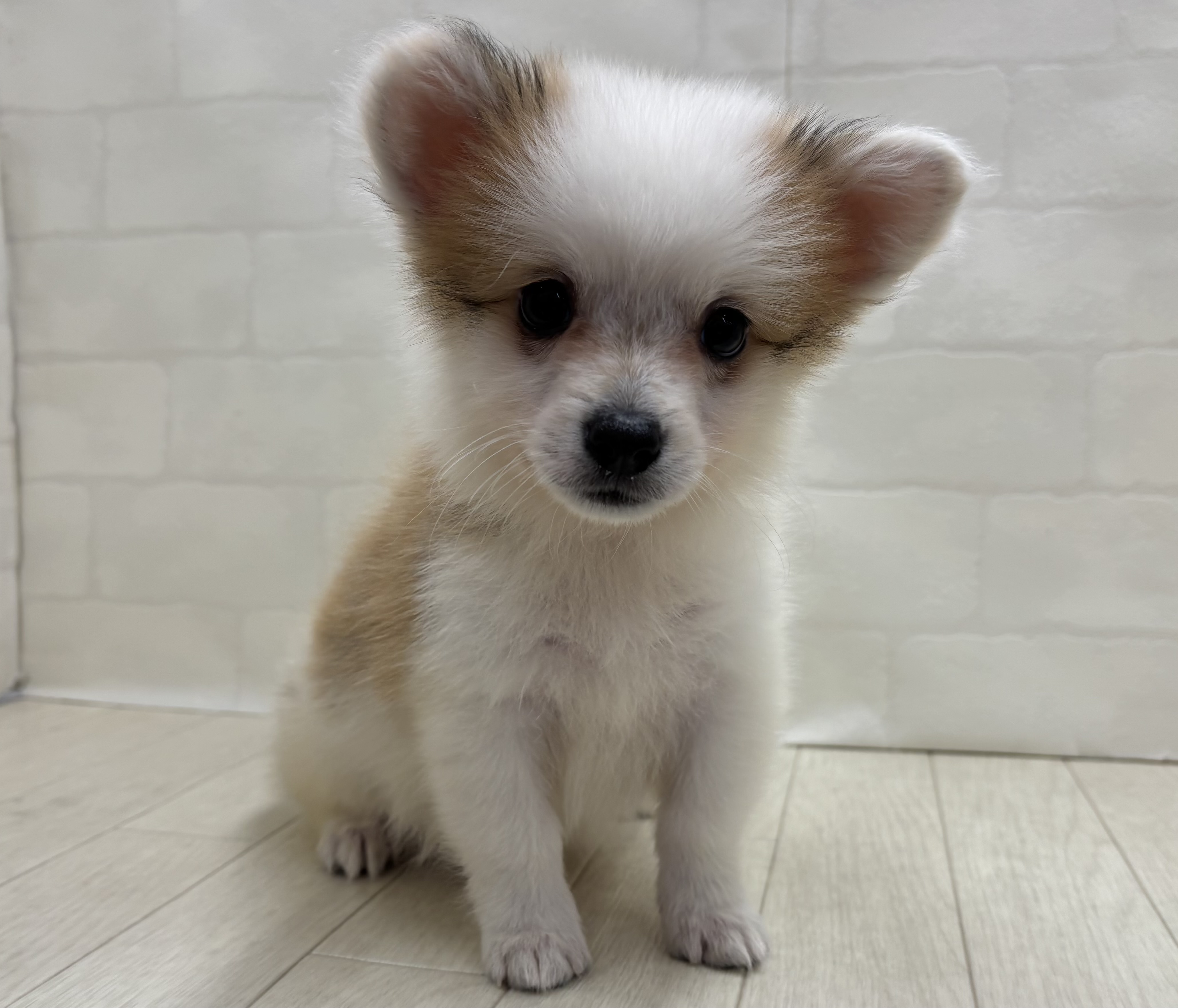 埼玉県のハーフ犬・ミックス犬 (ペッツワン大利根店/2026年6月2日生まれ/男の子/レッドホワイト)の子犬の1枚目の画像