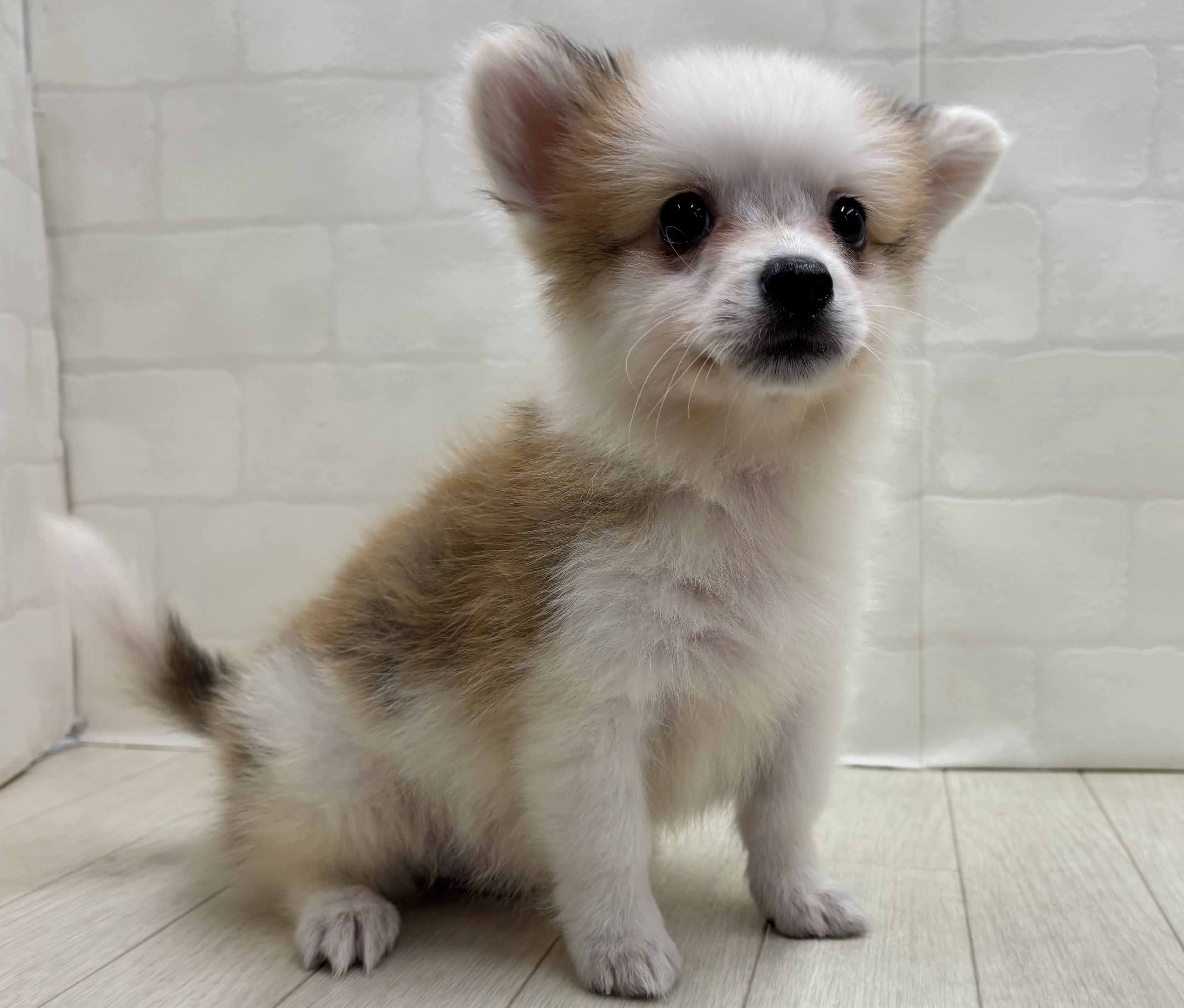 埼玉県のハーフ犬・ミックス犬 (ペッツワン大利根店/2026年6月2日生まれ/男の子/レッドホワイト)の子犬の2枚目の画像