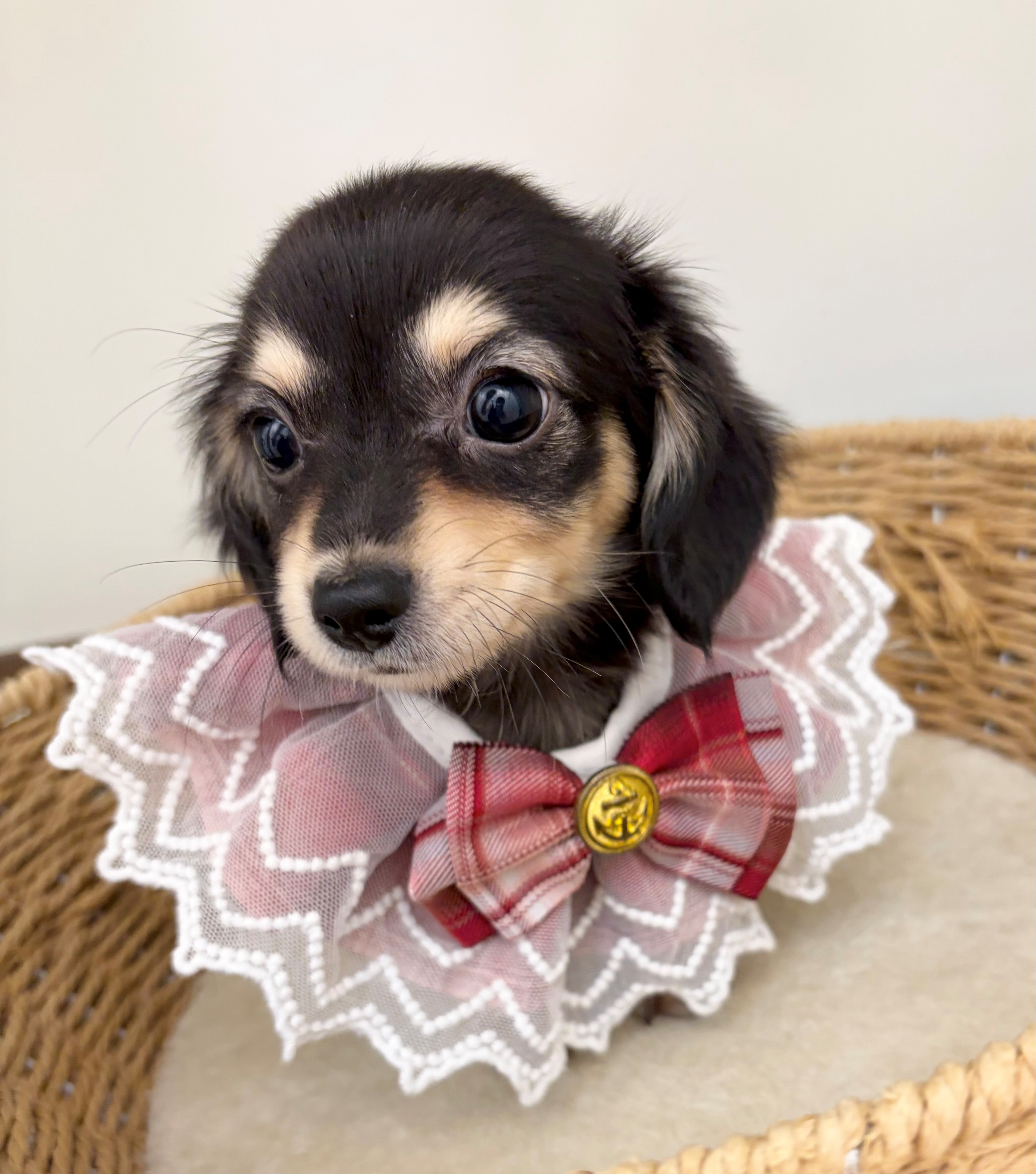 岐阜県のハーフ犬・ミックス犬 (ペッツワン可児店/2026年5月15日生まれ/女の子/ブラックタン)の子犬