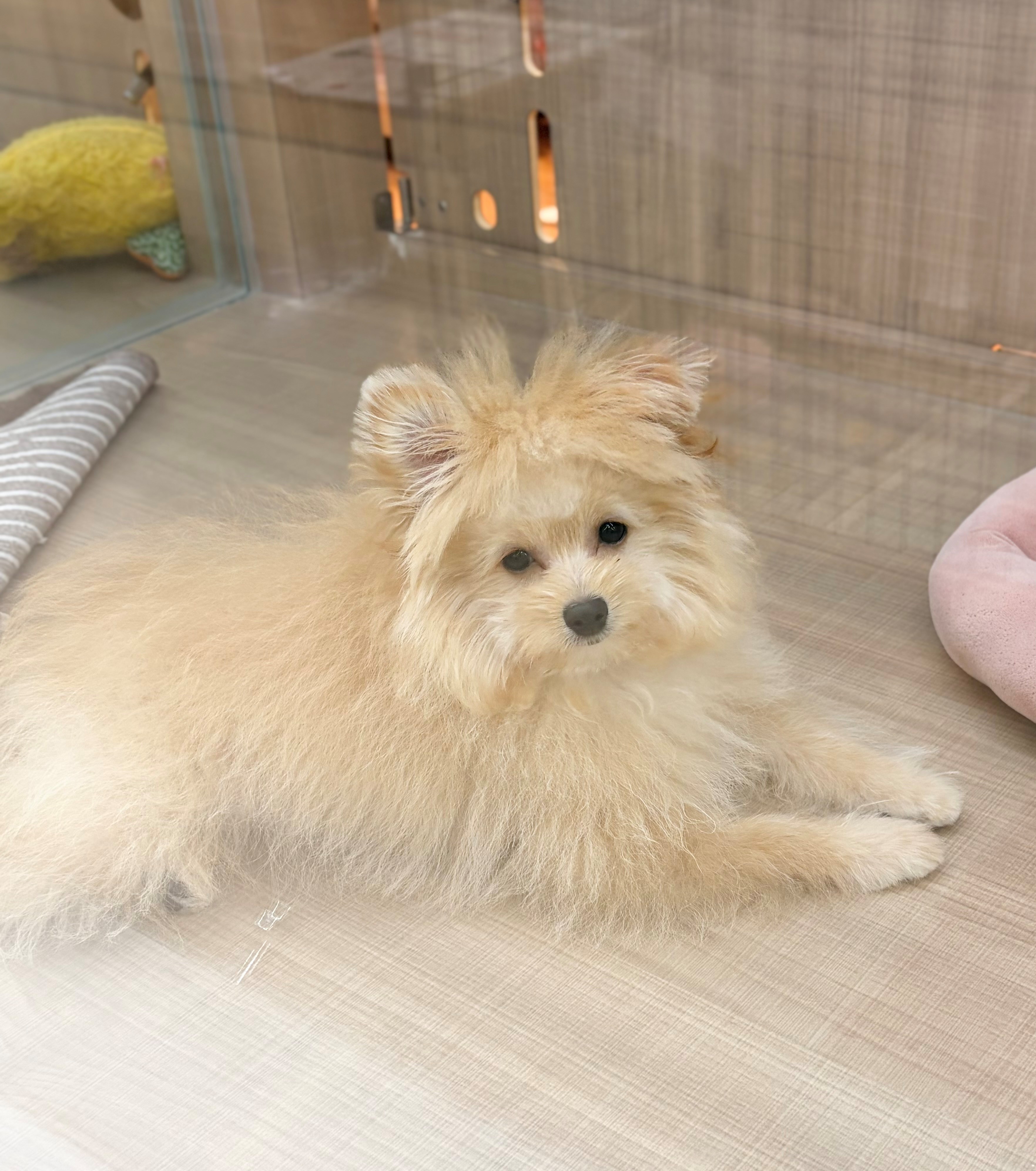 岐阜県のハーフ犬・ミックス犬 (ペッツワン可児店/2026年3月26日生まれ/男の子/オレンジ)の子犬の3枚目の画像