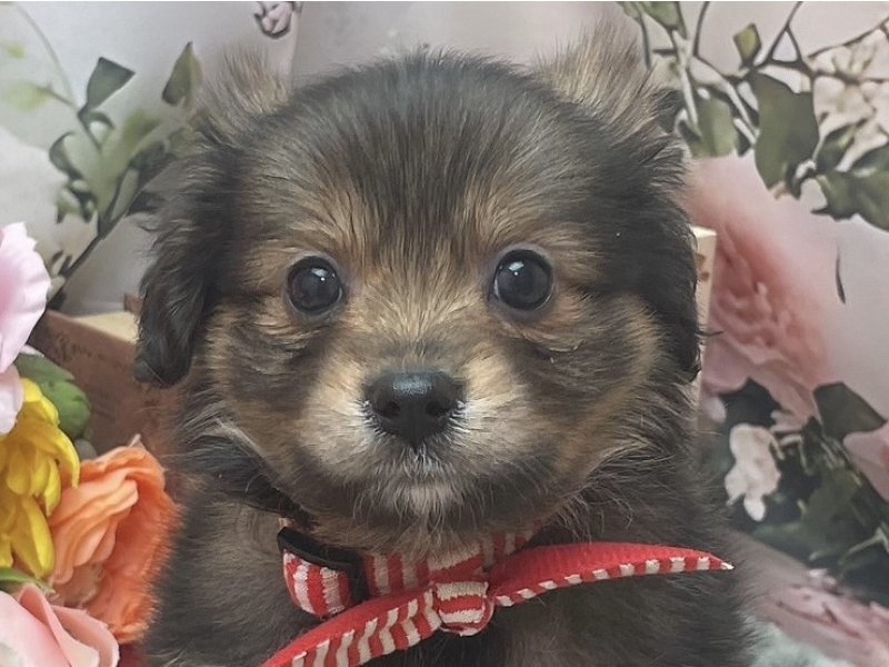 沖縄県のハーフ犬・ミックス犬 (ペッツワンFCあがり浜店/2026年3月7日生まれ/女の子/フォーンホワイト)の子犬