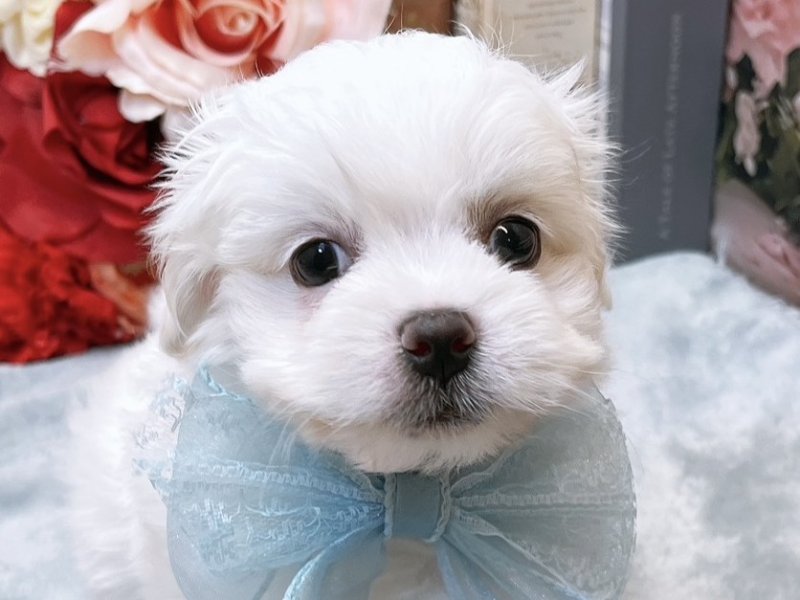 沖縄県のハーフ犬・ミックス犬 (ペッツワンFCあがり浜店/2026年4月12日生まれ/男の子/ホワイト)の子犬