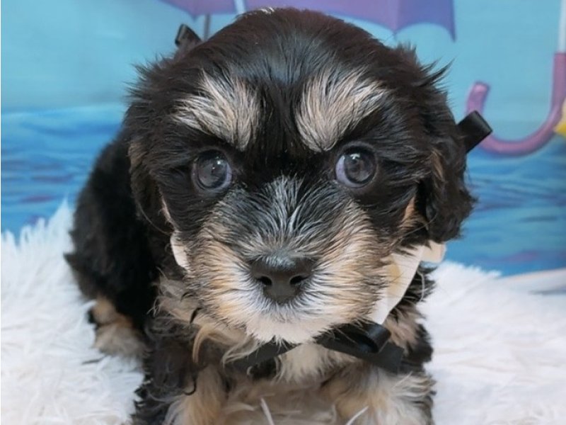 沖縄県のハーフ犬・ミックス犬 (ペッツワンFCあがり浜店/2026年4月25日生まれ/女の子/ブラックタン)の子犬
