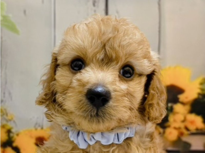沖縄県のハーフ犬・ミックス犬 (ペッツワンFCあがり浜店/2026年5月8日生まれ/男の子/レッド)の子犬