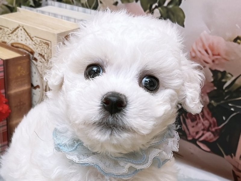沖縄県のハーフ犬・ミックス犬 (ペッツワンFCあがり浜店/2026年5月9日生まれ/男の子/ホワイト)の子犬