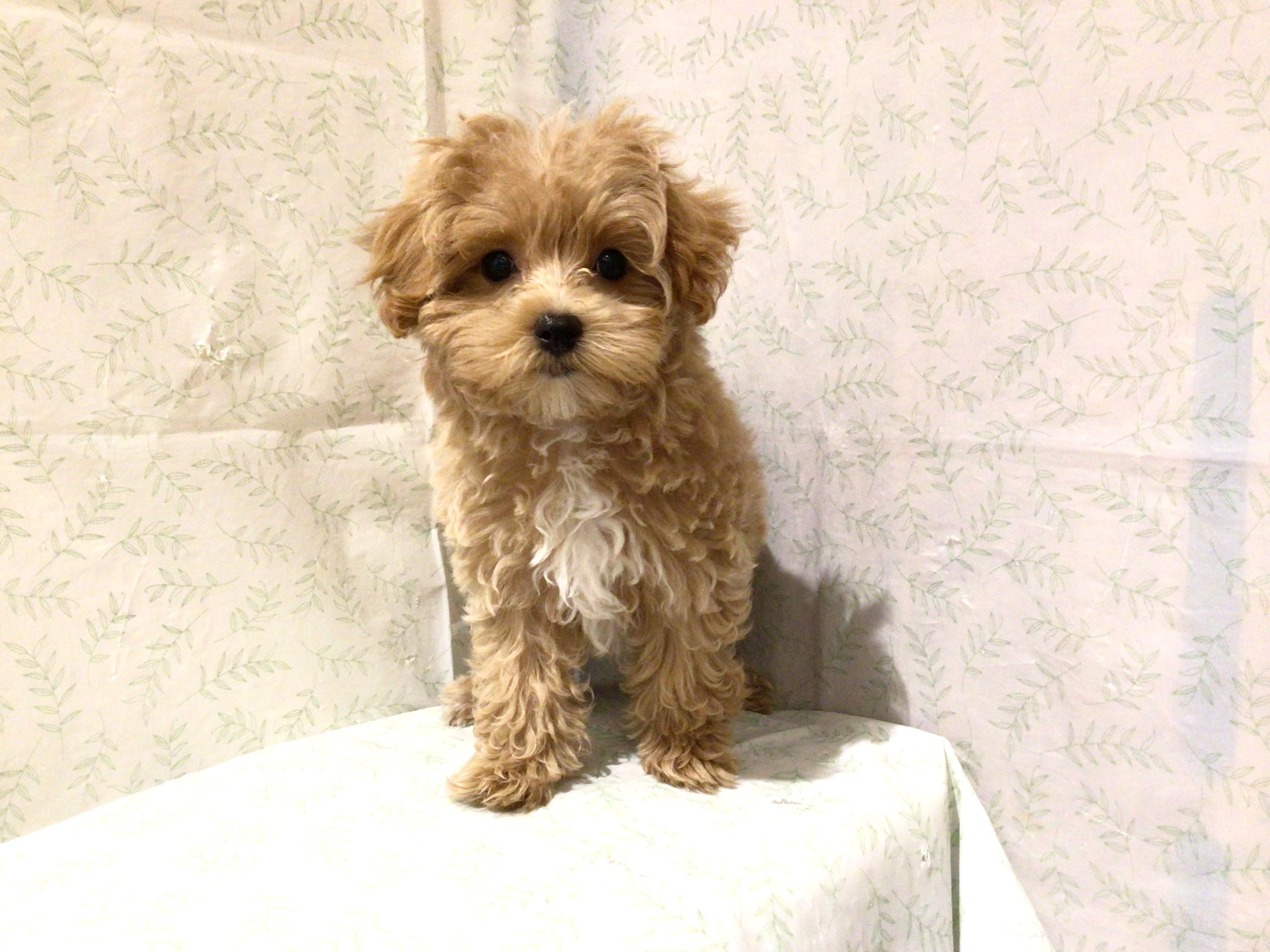 茨城県のハーフ犬・ミックス犬 (ペッツワン高萩店/2026年4月26日生まれ/女の子/アプリコット)の子犬の2枚目の画像