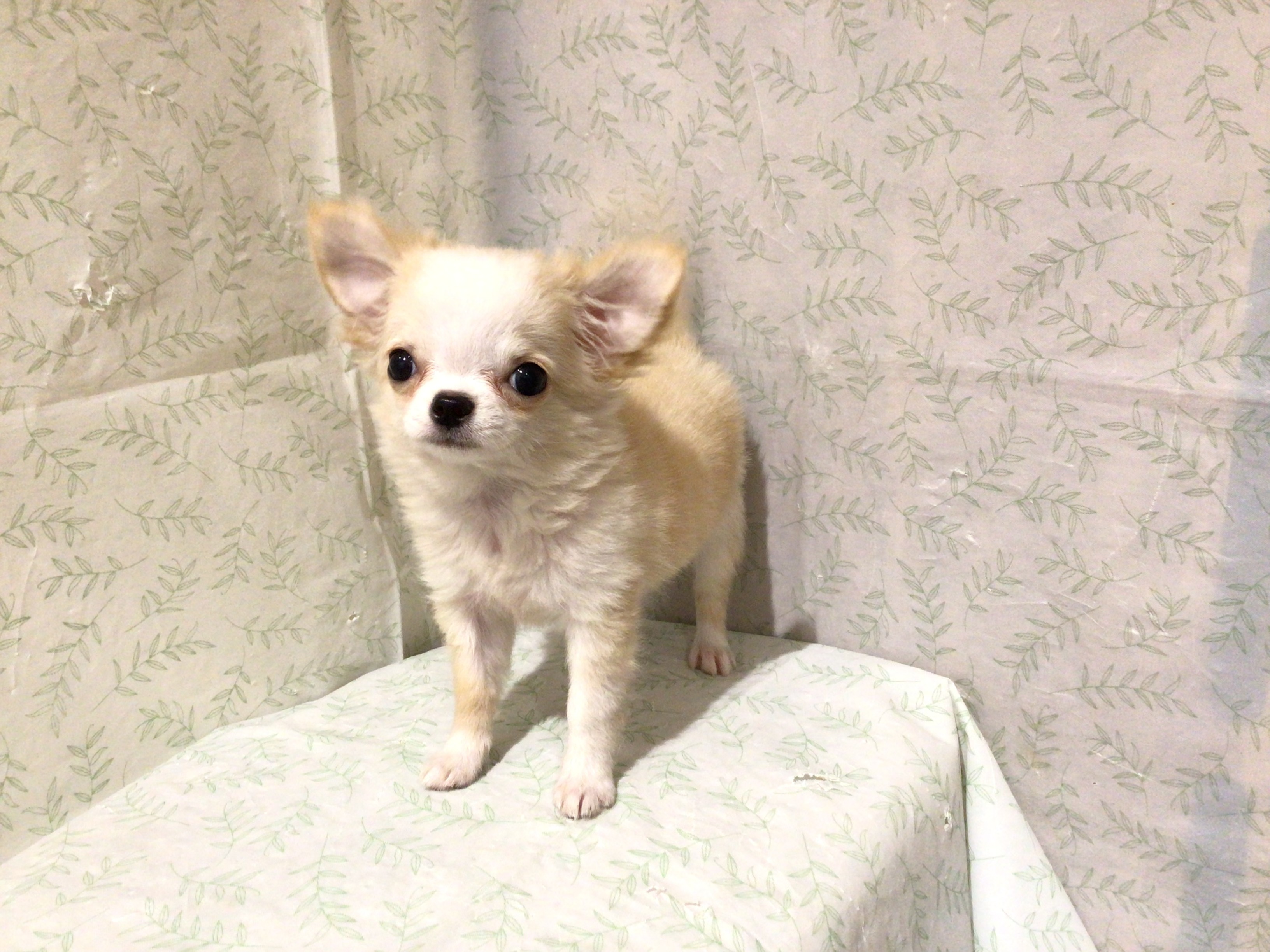 茨城県のチワワ(ロング) (ペッツワン高萩店/2026年4月28日生まれ/女の子/クリーム)の子犬の2枚目の画像