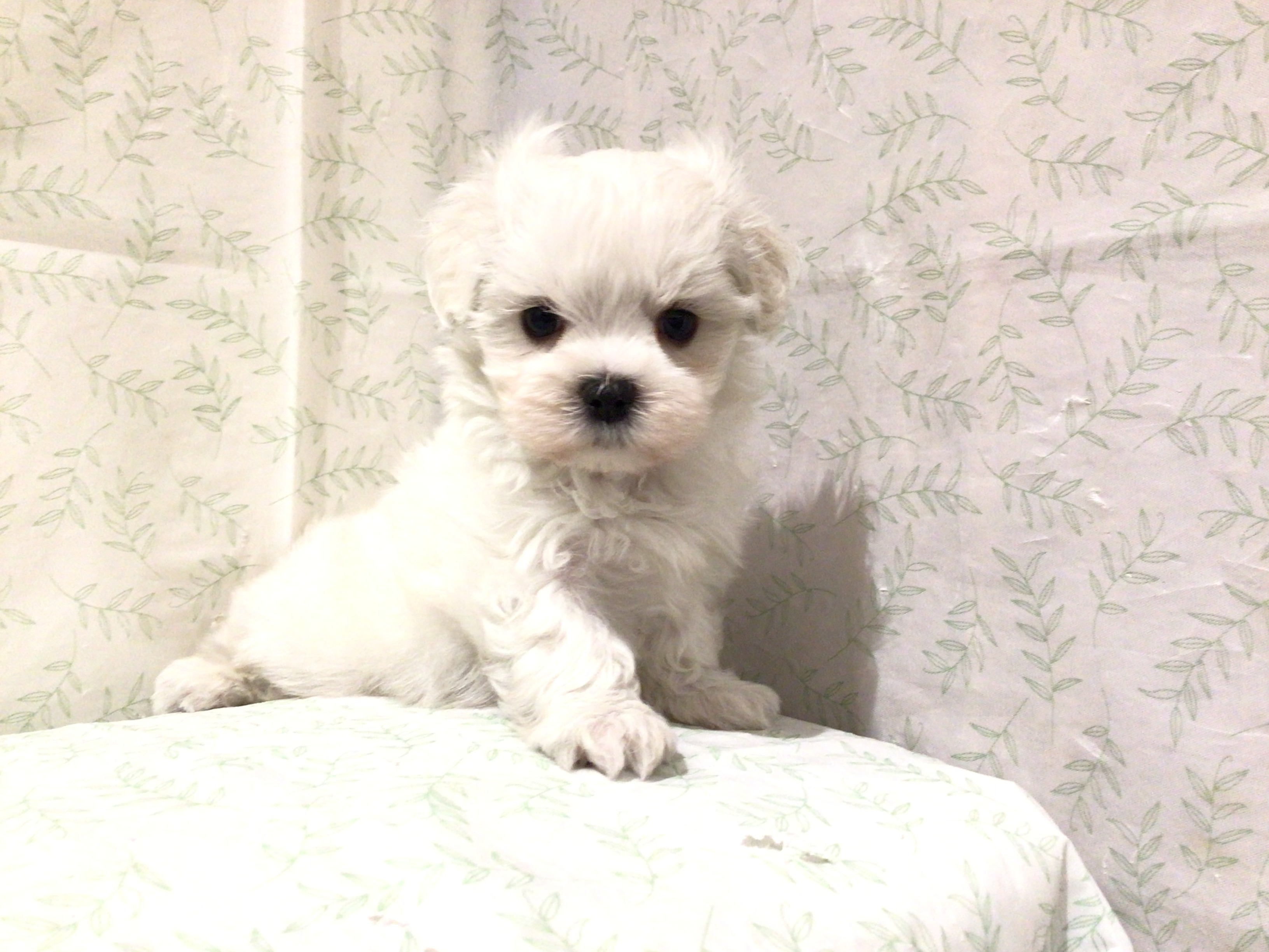 茨城県のマルチーズ (ペッツワン高萩店/2026年5月31日生まれ/男の子/ホワイト)の子犬