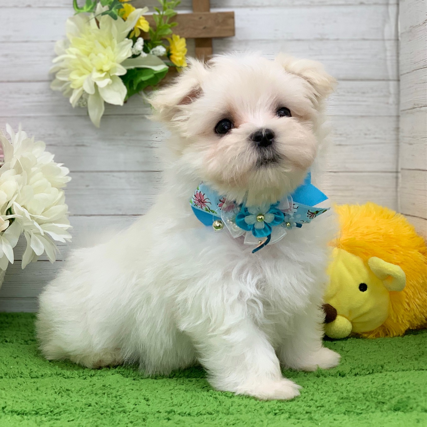兵庫県のマルチーズ (ペッツワン神戸ひよどり台店/2026年6月1日生まれ/男の子/ホワイト)の子犬の3枚目の画像