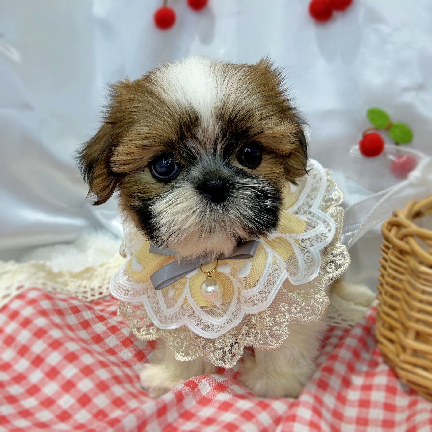 滋賀県のシーズー (ペッツワン堅田店/2026年6月3日生まれ/女の子/ホワイトゴールド)の子犬の2枚目の画像