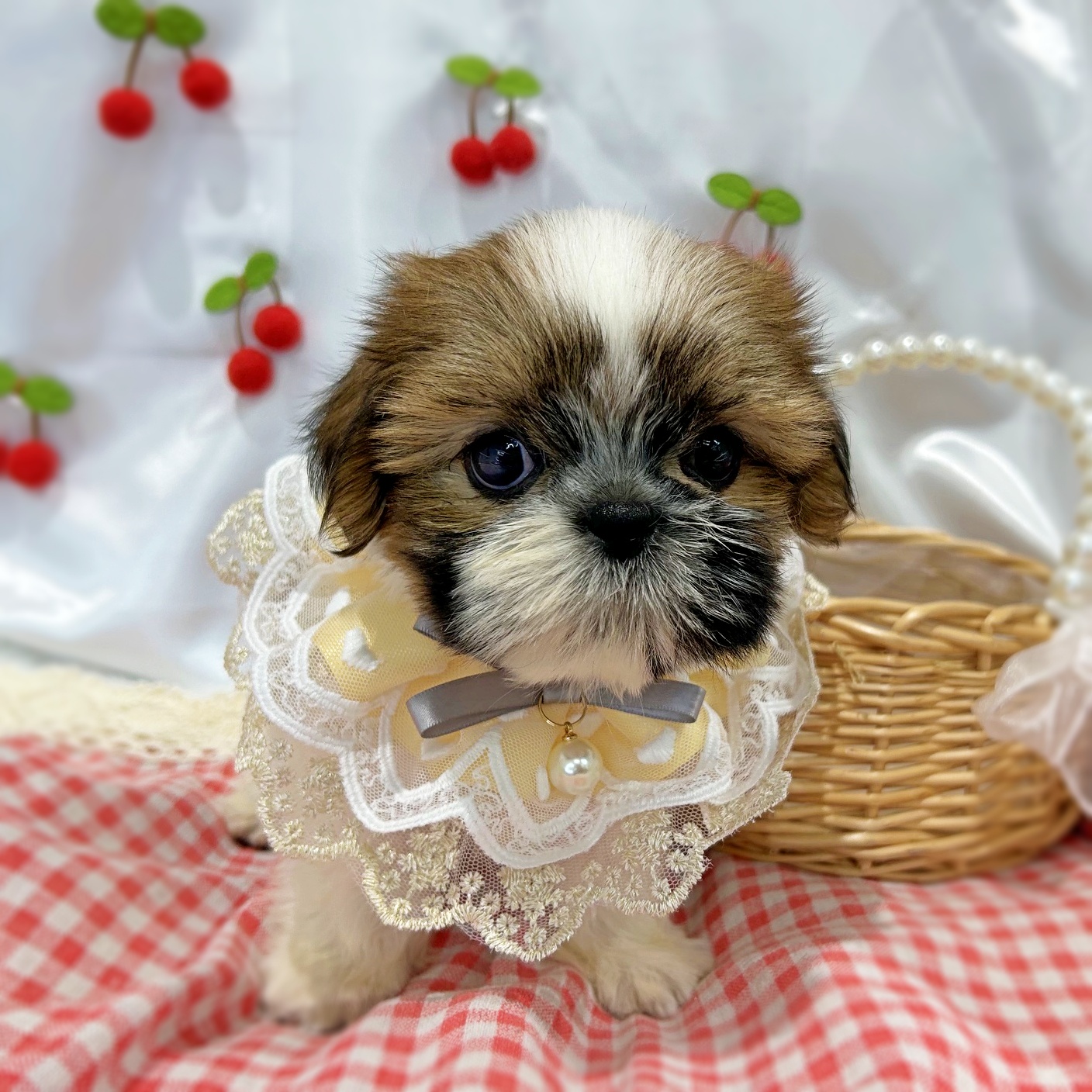滋賀県のシーズー (ペッツワン堅田店/2026年6月3日生まれ/女の子/ホワイトゴールド)の子犬の3枚目の画像
