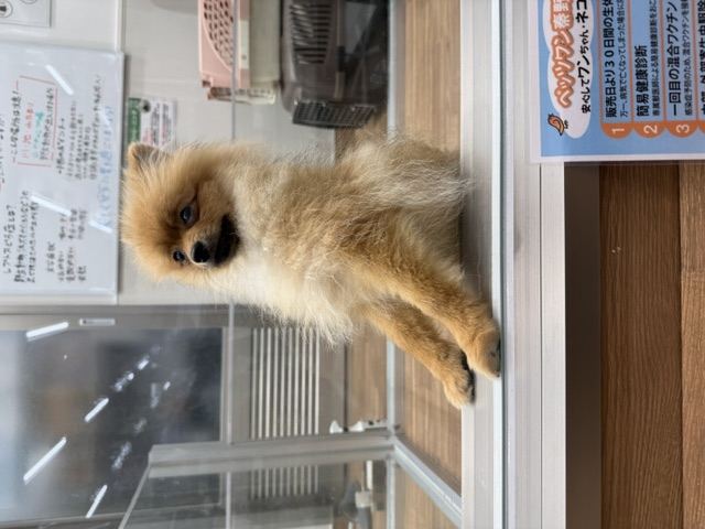 神奈川県のポメラニアン (ペッツワン秦野店/2026年2月20日生まれ/女の子/オレンジ)の子犬の3枚目の画像