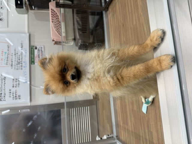 神奈川県のポメラニアン (ペッツワン秦野店/2026年2月20日生まれ/女の子/オレンジ)の子犬の2枚目の画像