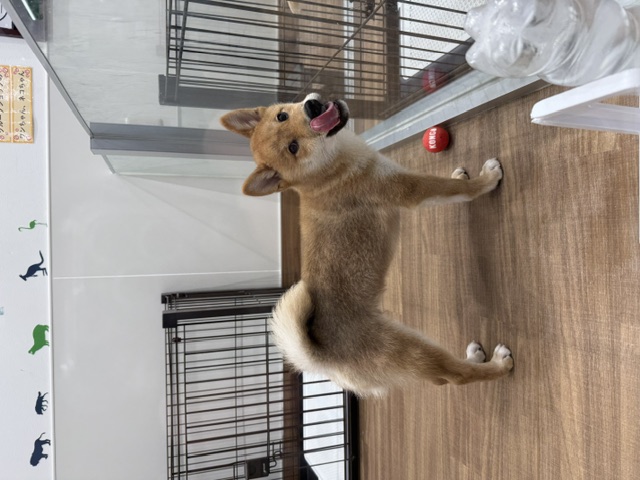 神奈川県の柴犬(標準サイズ) (ペッツワン秦野店/2026年3月22日生まれ/男の子/レッド)の子犬の3枚目の画像