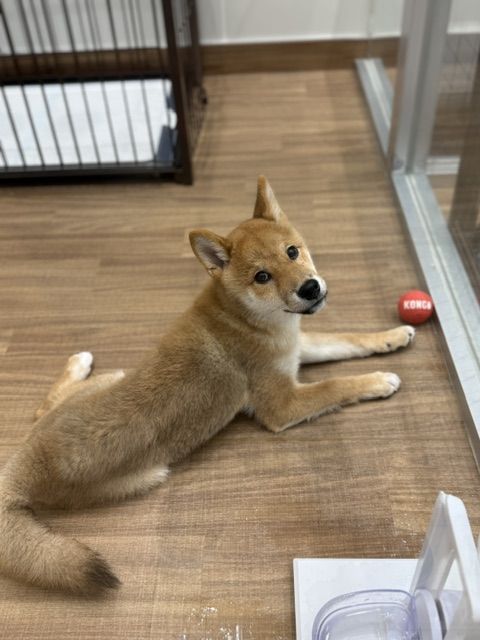 神奈川県の柴犬(標準サイズ) (ペッツワン秦野店/2026年3月22日生まれ/男の子/レッド)の子犬の1枚目の画像