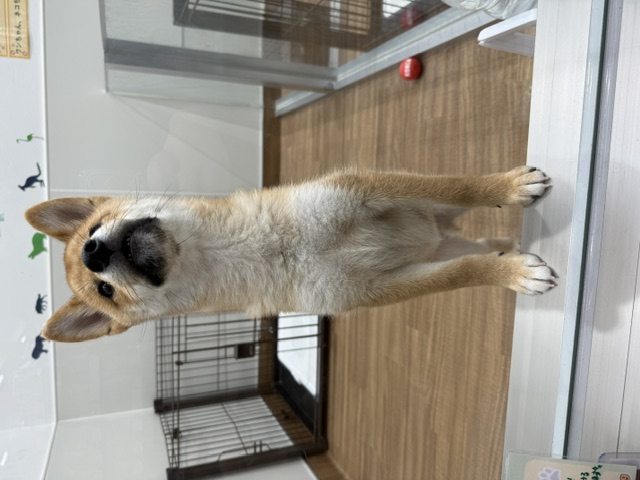 神奈川県の柴犬(標準サイズ) (ペッツワン秦野店/2026年3月22日生まれ/男の子/レッド)の子犬の2枚目の画像