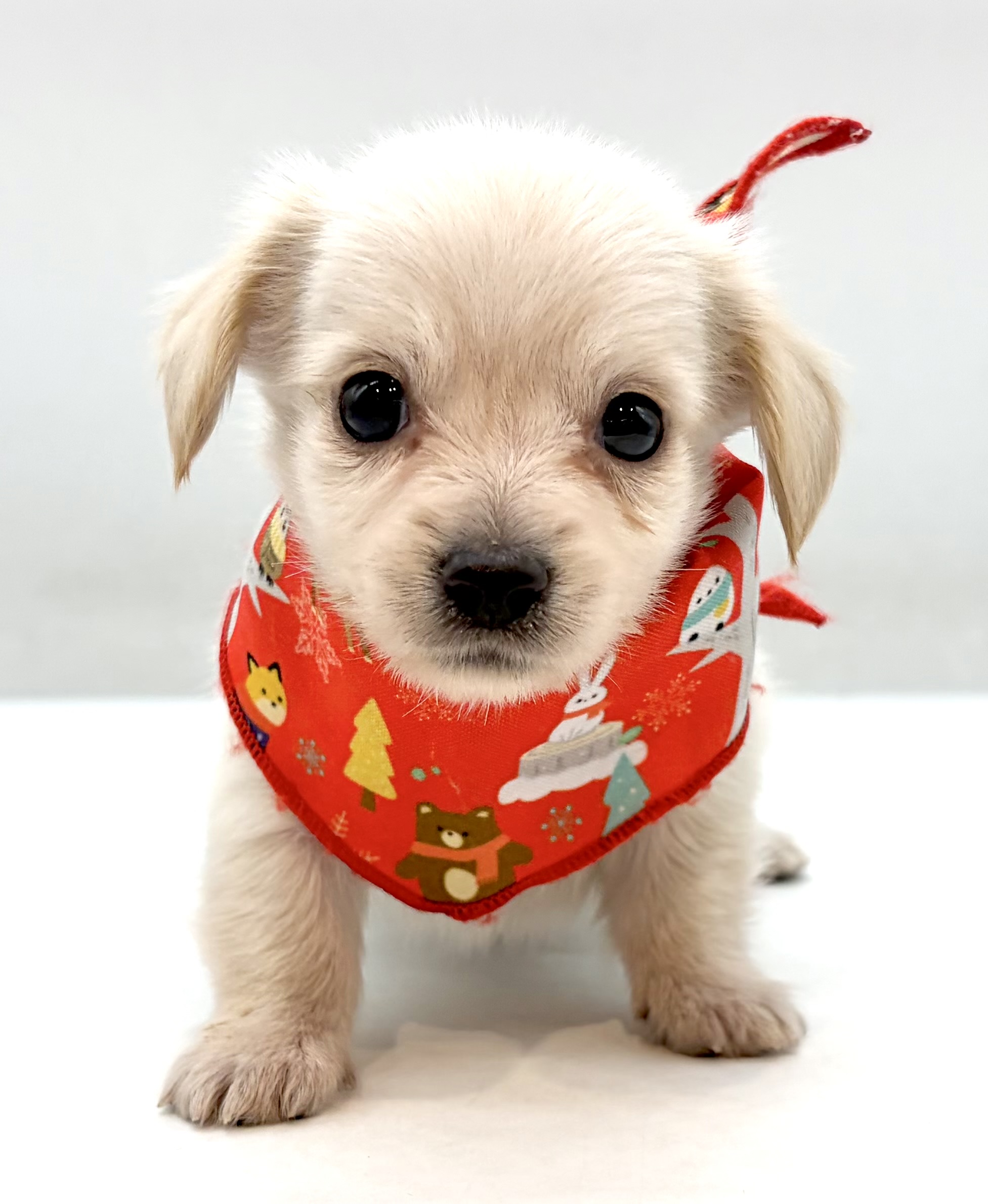 埼玉県のハーフ犬・ミックス犬 (ペッツワン行田店/2026年6月9日生まれ/男の子/イエロー)の子犬の1枚目の画像
