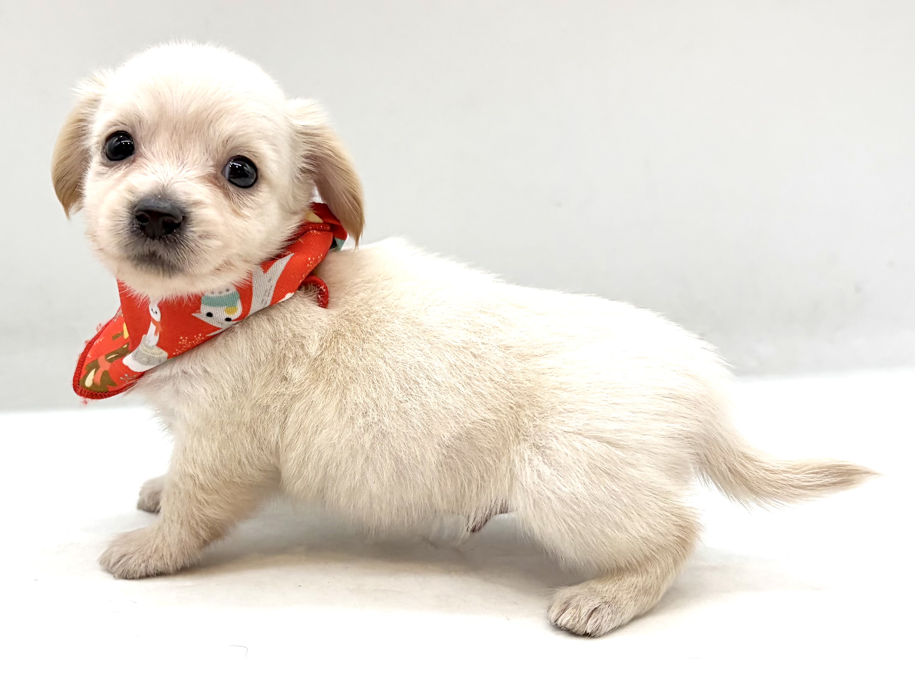 埼玉県のハーフ犬・ミックス犬 (ペッツワン行田店/2026年6月9日生まれ/男の子/イエロー)の子犬の2枚目の画像