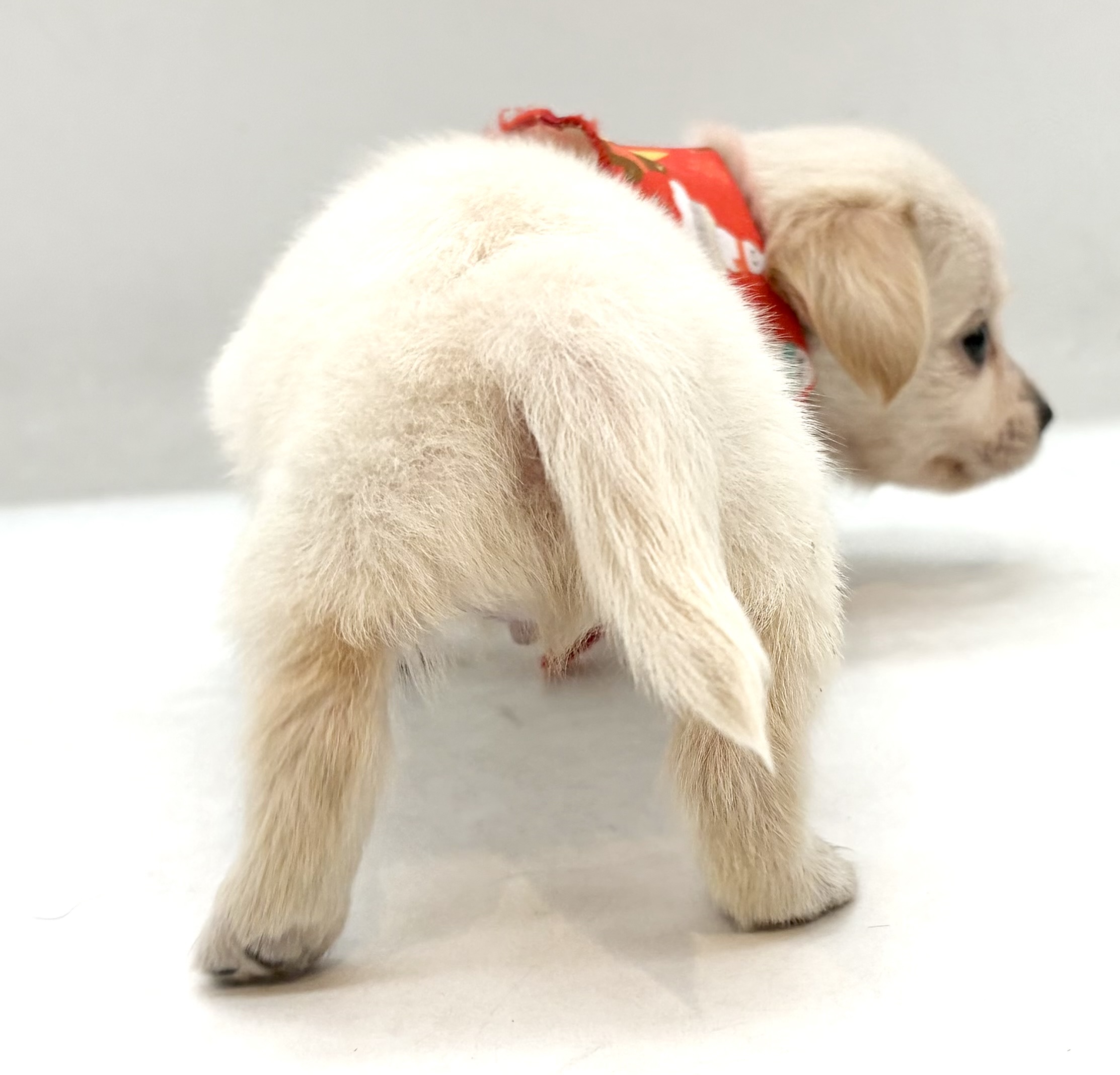 埼玉県のハーフ犬・ミックス犬 (ペッツワン行田店/2026年6月9日生まれ/男の子/イエロー)の子犬の3枚目の画像