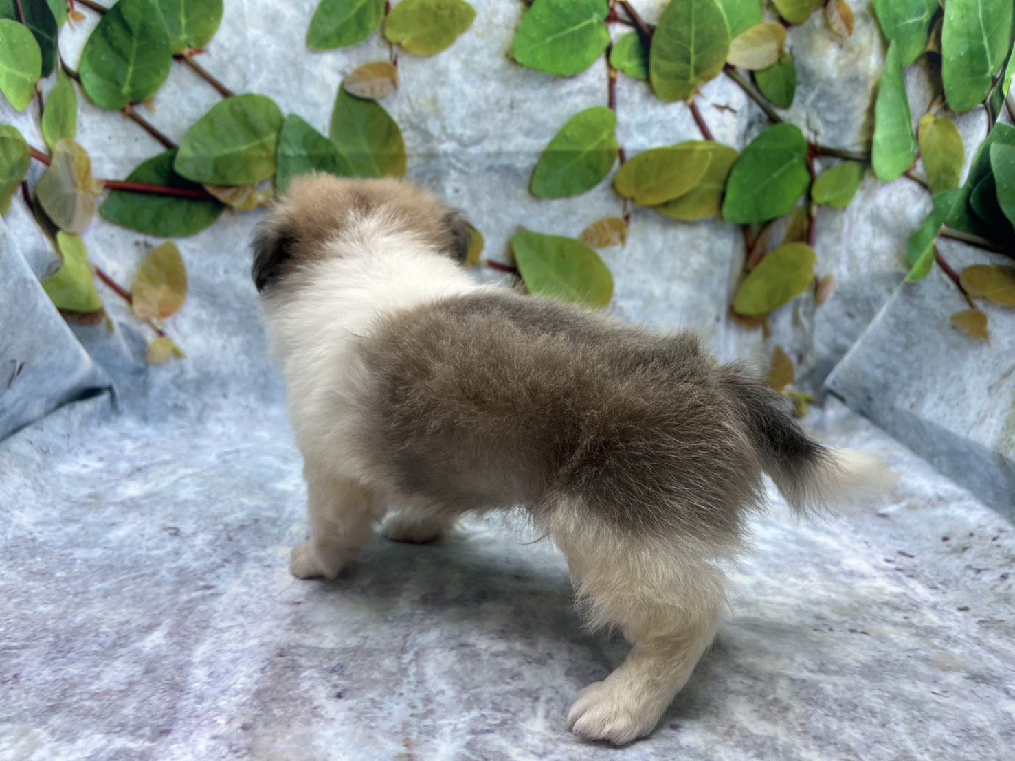 埼玉県のハーフ犬・ミックス犬 (ペッツワン北本店/2026年6月6日生まれ/男の子/クリーム)の子犬の2枚目の画像