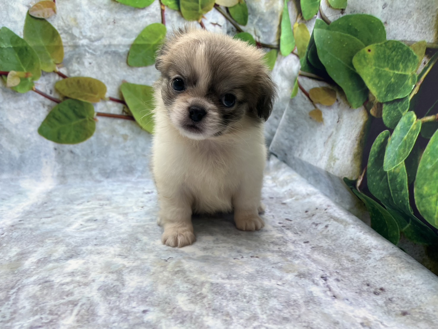 埼玉県のハーフ犬・ミックス犬 (ペッツワン北本店/2026年6月6日生まれ/男の子/クリーム)の子犬の1枚目の画像