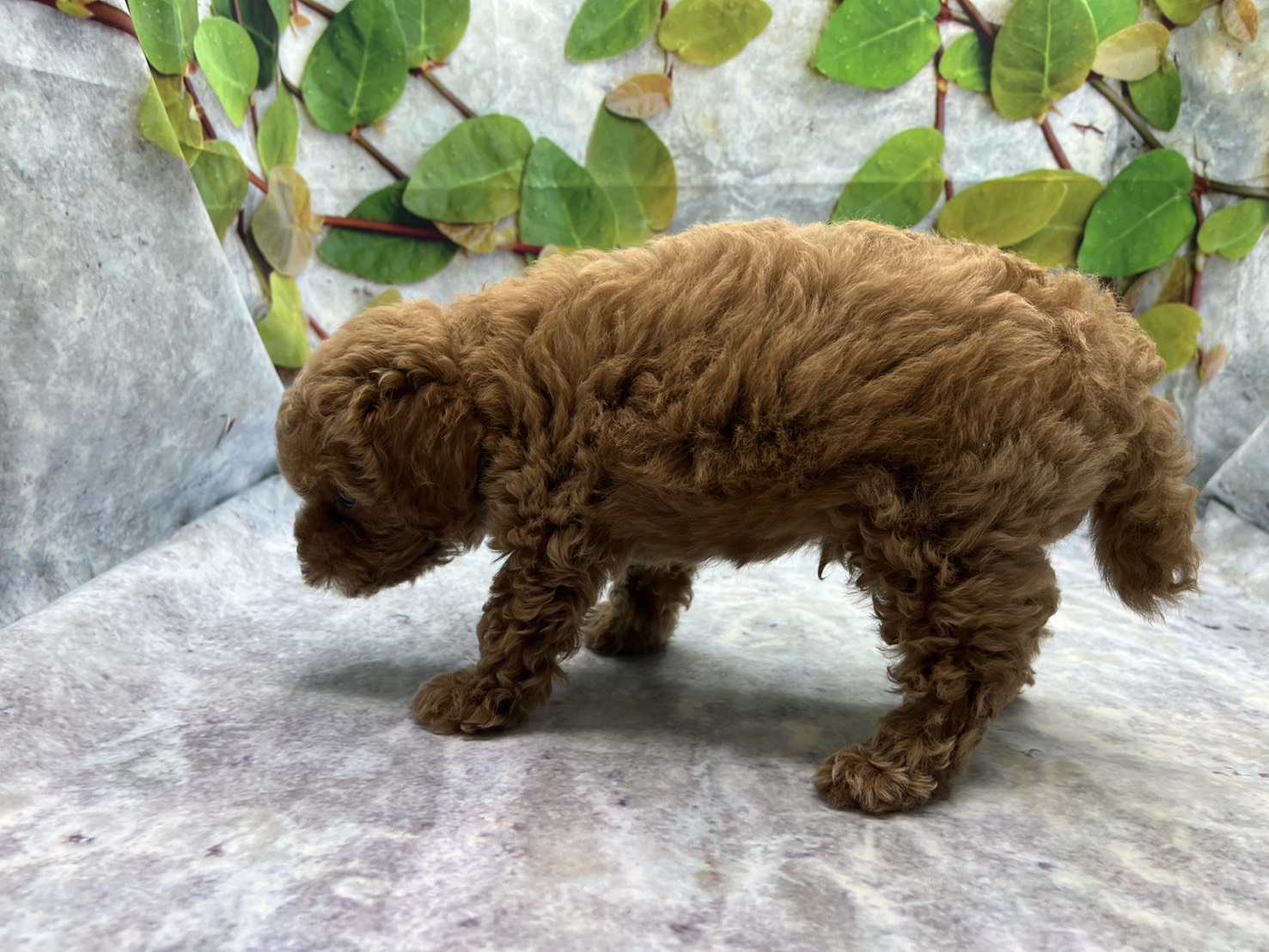 埼玉県のトイプードル(トイ) (ペッツワン北本店/2026年6月5日生まれ/男の子/レッド)の子犬の2枚目の画像
