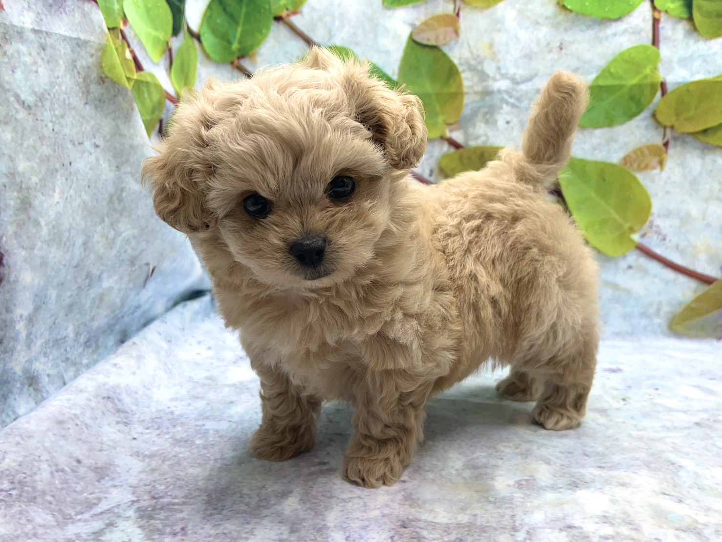埼玉県のハーフ犬・ミックス犬 (ペッツワン北本店/2026年5月30日生まれ/男の子/クリーム)の子犬の2枚目の画像