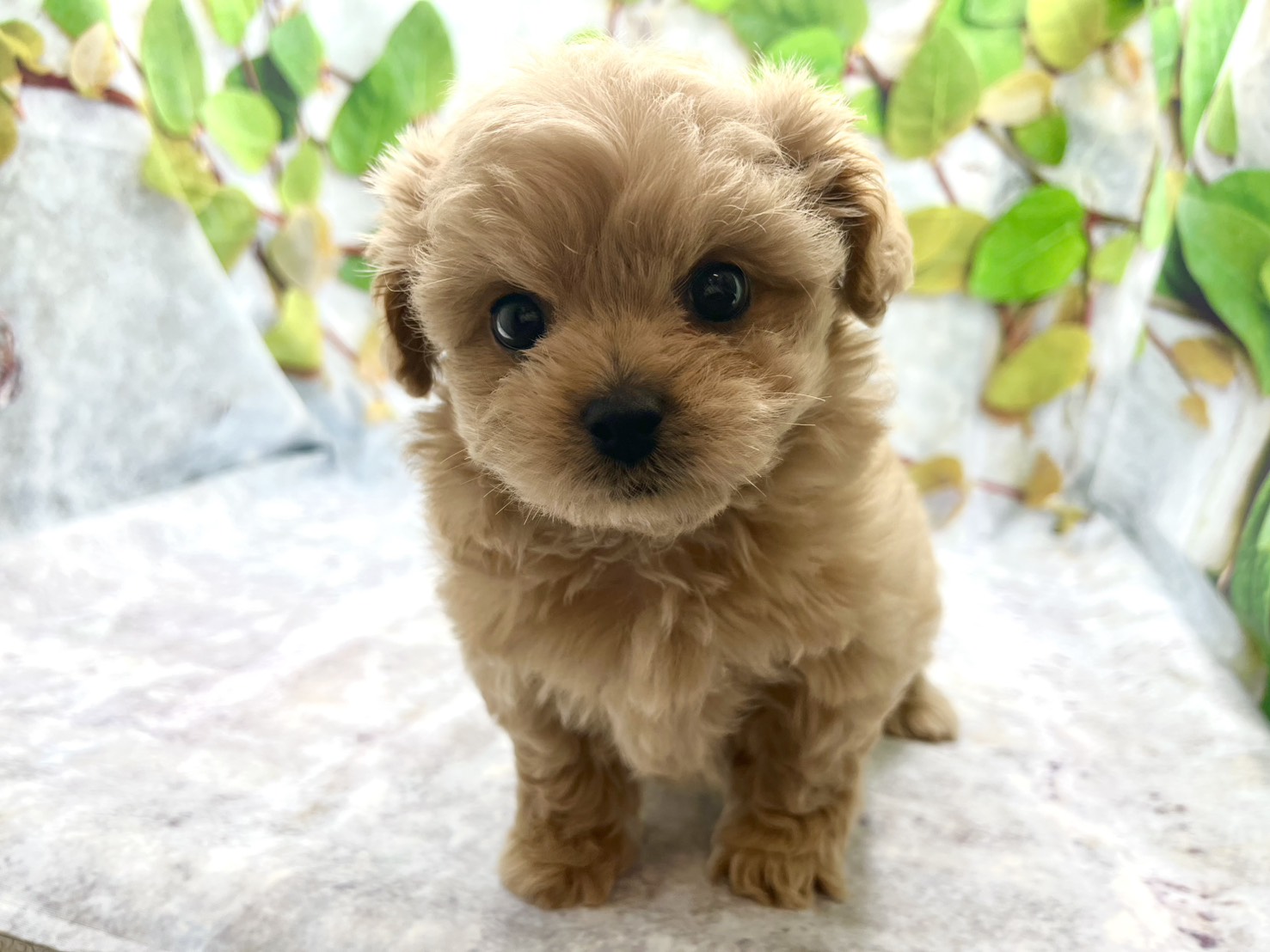 埼玉県のハーフ犬・ミックス犬 (ペッツワン北本店/2026年5月30日生まれ/男の子/クリーム)の子犬の1枚目の画像