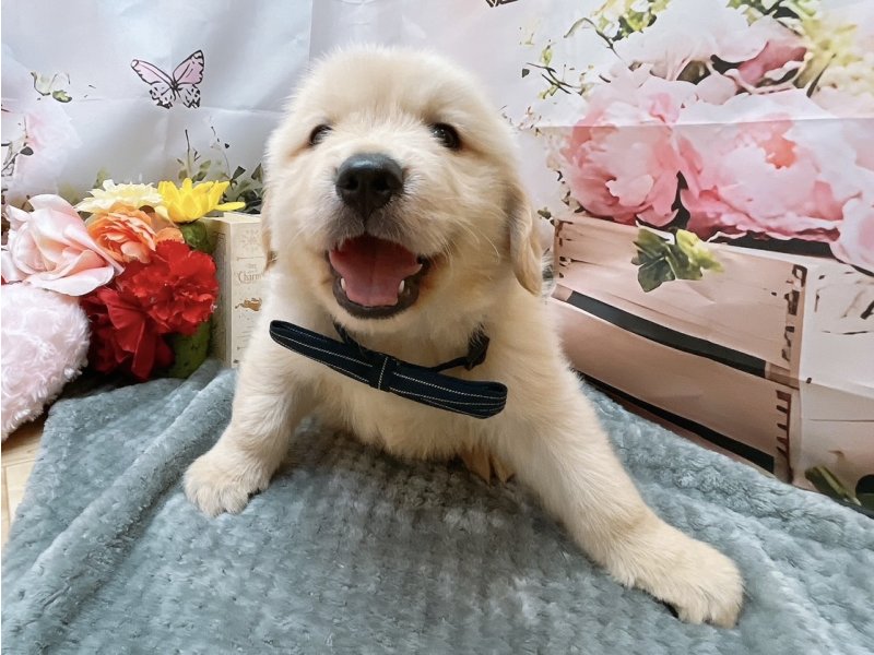 愛知県のゴールデンレトリバー (ペッツワン豊田四郷店/2026年5月23日生まれ/男の子/ゴールデン)の子犬の2枚目の画像