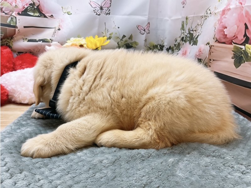 愛知県のゴールデンレトリバー (ペッツワン豊田四郷店/2026年5月23日生まれ/男の子/ゴールデン)の子犬の3枚目の画像
