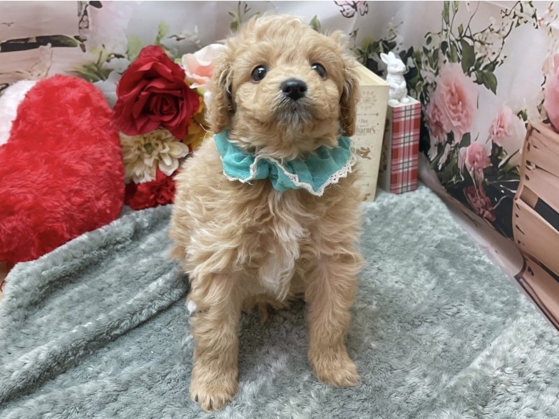 愛知県のハーフ犬・ミックス犬 (ペッツワン豊田四郷店/2026年3月13日生まれ/男の子/クリーム)の子犬の2枚目の画像