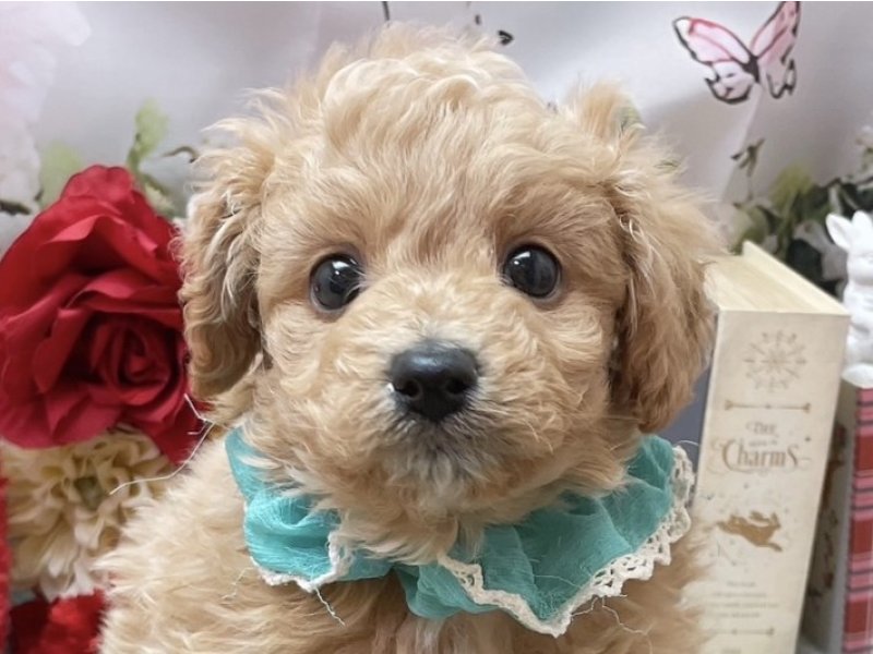 愛知県のハーフ犬・ミックス犬 (ペッツワン豊田四郷店/2026年3月13日生まれ/男の子/クリーム)の子犬の1枚目の画像