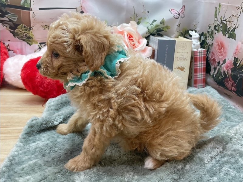 愛知県のハーフ犬・ミックス犬 (ペッツワン豊田四郷店/2026年3月13日生まれ/男の子/クリーム)の子犬の3枚目の画像