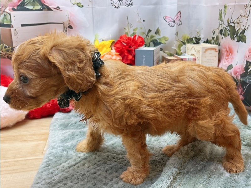 愛知県のハーフ犬・ミックス犬 (ペッツワン豊田四郷店/2026年4月17日生まれ/男の子/ブレンハイム)の子犬の3枚目の画像